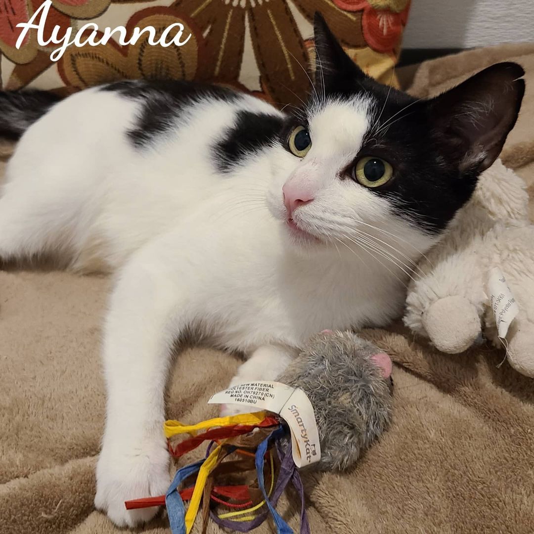 Ayanna is a sweet petite 4 year old gal. She gave birth to 5 healthy kittens a few months ago and is now enjoying resting in her own room full of toys, towers and volunteers that are spoiling her She sure loves all the attention. Talkative at times , Ayanna is quite entertaining watching the birds we feed daily for her enjoyment. You can find our online-fillable adoption application for Ayanna by visiting https://animalsforlife.org/feline-adoption-application. <a target='_blank' href='https://www.instagram.com/explore/tags/motivationmonday/'>#motivationmonday</a> Availableforadoption <a target='_blank' href='https://www.instagram.com/explore/tags/catadoption/'>#catadoption</a> <a target='_blank' href='https://www.instagram.com/explore/tags/catrescue/'>#catrescue</a> <a target='_blank' href='https://www.instagram.com/explore/tags/mondaycat/'>#mondaycat</a> <a target='_blank' href='https://www.instagram.com/explore/tags/animalsforlife/'>#animalsforlife</a>.org
