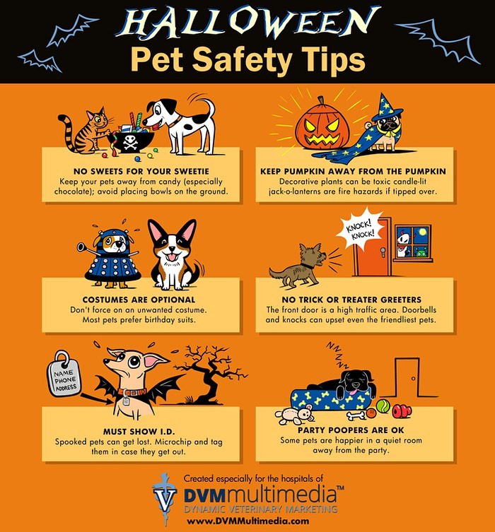 Happy Halloween Weekend! Make sure your furry friends are safe this weekend!