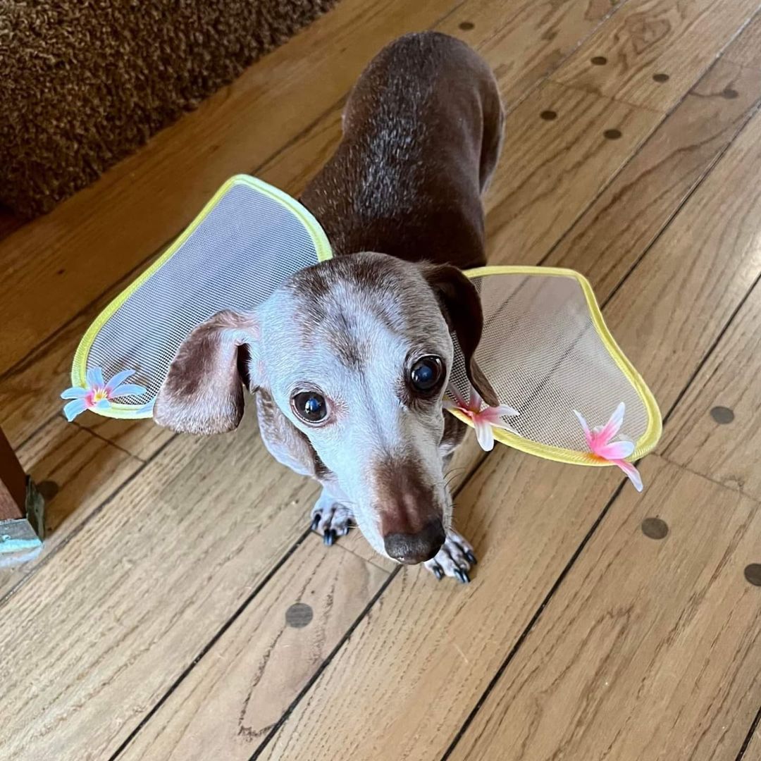 🧚Tinkerbell 🧚 Such a beautiful angel!
<a target='_blank' href='https://www.instagram.com/explore/tags/seniordachshund/'>#seniordachshund</a> <a target='_blank' href='https://www.instagram.com/explore/tags/seniordogs/'>#seniordogs</a> <a target='_blank' href='https://www.instagram.com/explore/tags/dachshunfsofinstagram/'>#dachshunfsofinstagram</a> <a target='_blank' href='https://www.instagram.com/explore/tags/doxiesofinstagram/'>#doxiesofinstagram</a> <a target='_blank' href='https://www.instagram.com/explore/tags/dachshund/'>#dachshund</a> <a target='_blank' href='https://www.instagram.com/explore/tags/doxie/'>#doxie</a> <a target='_blank' href='https://www.instagram.com/explore/tags/happyhalloween/'>#happyhalloween</a> <a target='_blank' href='https://www.instagram.com/explore/tags/halloweenie/'>#halloweenie</a> <a target='_blank' href='https://www.instagram.com/explore/tags/diabeticdog/'>#diabeticdog</a> <a target='_blank' href='https://www.instagram.com/explore/tags/weenie/'>#weenie</a> <a target='_blank' href='https://www.instagram.com/explore/tags/rescuedogsofinstagram/'>#rescuedogsofinstagram</a> <a target='_blank' href='https://www.instagram.com/explore/tags/seniordogsofinstagram/'>#seniordogsofinstagram</a> <a target='_blank' href='https://www.instagram.com/explore/tags/adoptdontshop/'>#adoptdontshop</a> <a target='_blank' href='https://www.instagram.com/explore/tags/adopt/'>#adopt</a> <a target='_blank' href='https://www.instagram.com/explore/tags/angel/'>#angel</a> <a target='_blank' href='https://www.instagram.com/explore/tags/lovedogs/'>#lovedogs</a>