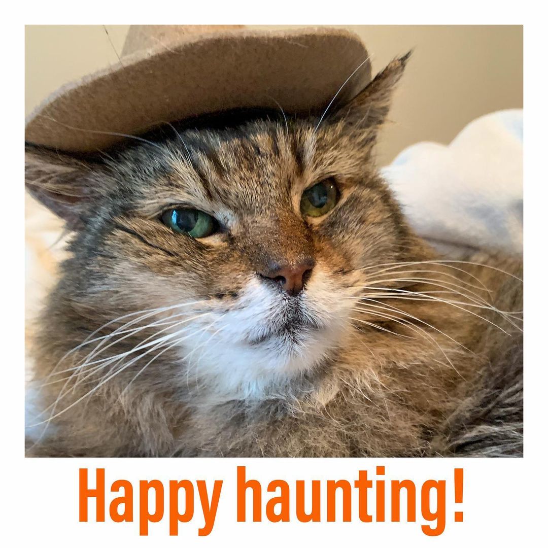 🎃🎃🎃🎃🎃🎃🎃🎃🎃
MEOWLLOWEEN 2021
“Happy Halloween, Y’all!”
Old Man,the tabby

<a target='_blank' href='https://www.instagram.com/explore/tags/instacat/'>#instacat</a> <a target='_blank' href='https://www.instagram.com/explore/tags/instapet/'>#instapet</a> <a target='_blank' href='https://www.instagram.com/explore/tags/cat/'>#cat</a> <a target='_blank' href='https://www.instagram.com/explore/tags/lovecats/'>#lovecats</a> <a target='_blank' href='https://www.instagram.com/explore/tags/adoptdontshop/'>#adoptdontshop</a> <a target='_blank' href='https://www.instagram.com/explore/tags/kittens/'>#kittens</a> <a target='_blank' href='https://www.instagram.com/explore/tags/kitty/'>#kitty</a> <a target='_blank' href='https://www.instagram.com/explore/tags/rescuecats/'>#rescuecats</a> <a target='_blank' href='https://www.instagram.com/explore/tags/rescue/'>#rescue</a> <a target='_blank' href='https://www.instagram.com/explore/tags/13thstcatssanjose/'>#13thstcatssanjose</a> <a target='_blank' href='https://www.instagram.com/explore/tags/california/'>#california</a>  <a target='_blank' href='https://www.instagram.com/explore/tags/love/'>#love</a> <a target='_blank' href='https://www.instagram.com/explore/tags/catsofinstagram/'>#catsofinstagram</a> <a target='_blank' href='https://www.instagram.com/explore/tags/meow/'>#meow</a> <a target='_blank' href='https://www.instagram.com/explore/tags/tabbycat/'>#tabbycat</a> <a target='_blank' href='https://www.instagram.com/explore/tags/tabby/'>#tabby</a> <a target='_blank' href='https://www.instagram.com/explore/tags/tabbiesofinstagram/'>#tabbiesofinstagram</a> <a target='_blank' href='https://www.instagram.com/explore/tags/halloweencostume/'>#halloweencostume</a> <a target='_blank' href='https://www.instagram.com/explore/tags/halloween/'>#halloween</a> <a target='_blank' href='https://www.instagram.com/explore/tags/halloween2021/'>#halloween2021</a>