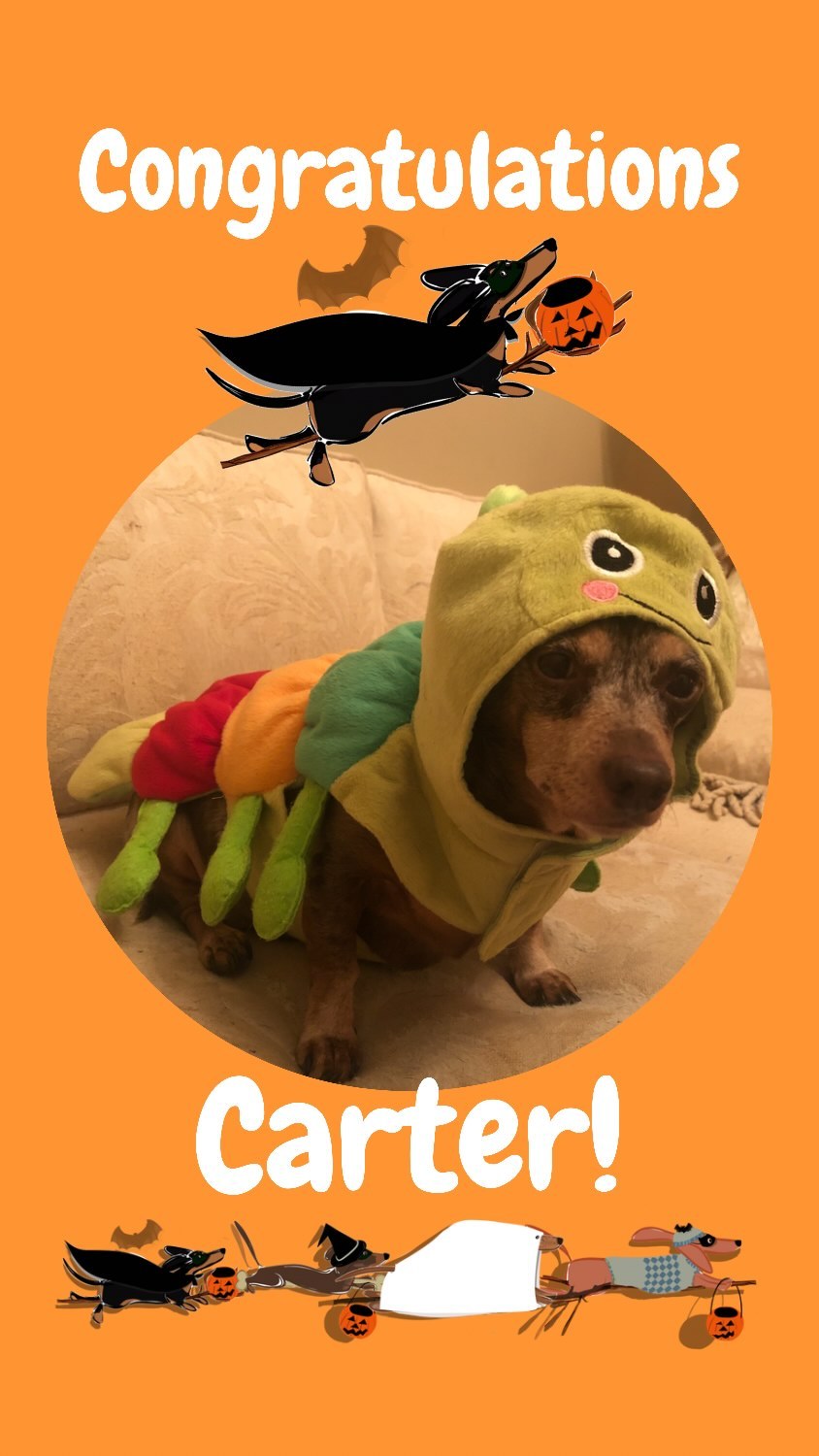 Wow wow WOW!!!! Congratulations and THANK YOU to Carter from Versailles, KY! 🐛🍏🥇🎃🧡👻🥳🥳🥳🥳

This lil bug was a late comer but took the contest by storm! 

Carter says: I was adopted through KDR. I want to help other doxies find their forever home too. 🧡

🥺 wow someone’s chopping onions in here 🥲

We applaud all of our HalloWEENERS - and let’s face it - you’re all winners because you’re here stepping up to support a wonderful cause 🧡 so thank YOU ALL! For your donations, support, time, and love for these dogs, it means the world.

Stay tuned for more announcements for some of our prize winners!

<a target='_blank' href='https://www.instagram.com/explore/tags/halloweenie/'>#halloweenie</a> <a target='_blank' href='https://www.instagram.com/explore/tags/costumecontest/'>#costumecontest</a> <a target='_blank' href='https://www.instagram.com/explore/tags/heymisscarter/'>#heymisscarter</a> <a target='_blank' href='https://www.instagram.com/explore/tags/hungrycaterpillar/'>#hungrycaterpillar</a> <a target='_blank' href='https://www.instagram.com/explore/tags/dachshundsofinstagram/'>#dachshundsofinstagram</a> <a target='_blank' href='https://www.instagram.com/explore/tags/foragoodcause/'>#foragoodcause</a> <a target='_blank' href='https://www.instagram.com/explore/tags/dachshundrescue/'>#dachshundrescue</a> <a target='_blank' href='https://www.instagram.com/explore/tags/adoptdontshop/'>#adoptdontshop</a> <a target='_blank' href='https://www.instagram.com/explore/tags/firstplace/'>#firstplace</a>🏆