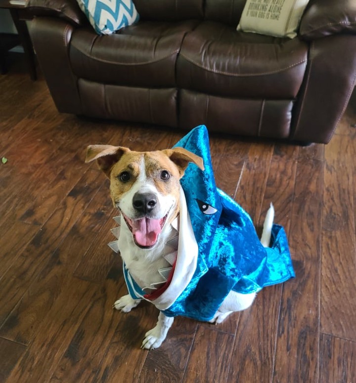 🎃 Pancake needs your help! It's his first-time trick or treating and he just doesn't know what to be. His foster mom told him they could do a photo shoot and ask the Facebook people what he should dress up as. A ferocious dinosaur? Super Pancake? A football player? Or maybe a smiley shark? What do you think Pancake should be?  <a target='_blank' href='https://www.instagram.com/explore/tags/LAPdog/'>#LAPdog</a> <a target='_blank' href='https://www.instagram.com/explore/tags/HalloweenDog/'>#HalloweenDog</a> <a target='_blank' href='https://www.instagram.com/explore/tags/HappyHalloween/'>#HappyHalloween</a> <a target='_blank' href='https://www.instagram.com/explore/tags/TrickOrTreat/'>#TrickOrTreat</a> <a target='_blank' href='https://www.instagram.com/explore/tags/AdoptMe/'>#AdoptMe</a>  <a target='_blank' href='https://www.instagram.com/explore/tags/PancakePuppy/'>#PancakePuppy</a> 

🦖Check out Pancake's Petfinder profile here. 
https://www.petfinder.com/dog/pancake-51236029/tx/dallas/league-of-animal-protectors-tx1617/

🦈Adopt Pancake here.
https://www.laprescue.org/adoption-app-.html