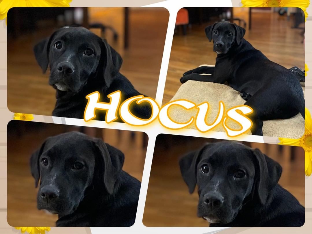 Welcome Hocus & Pocus! 

These two sweet sisters will be available for adoption following their spay next week… They are both female, lab mix approximately 4-mth old. 

The girls are working on the potty training and are pretty darn cute and well behaved. Hocus would do fine in the home without another dog although an older sibling is always good, but Pocus really does need another dog to help give her guidance, comfort & confidence!!