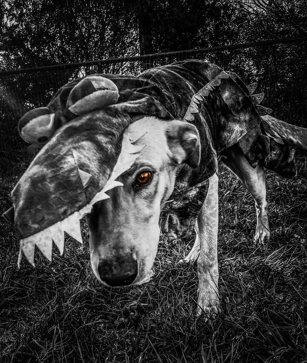 The final products from our Halloween glamour-shot photo shoot! Beetle Juice, Hercules, Chief, Bones & Chomper were good sports for the photo shoot.