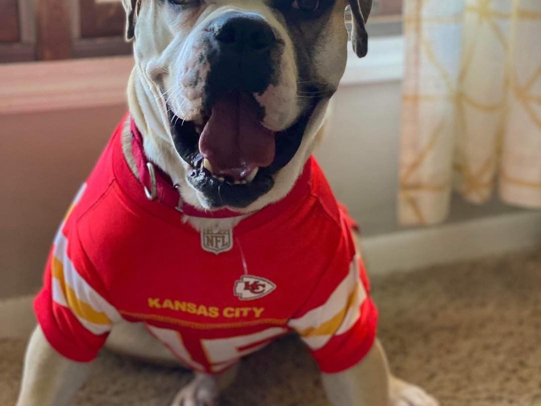 Franklin says… Happy Halloween… And go Chiefs!!!

Franklin is available for adoption through Lucky canine he is an amazing, sweet American  Bulldog Who is looking for his forever home…