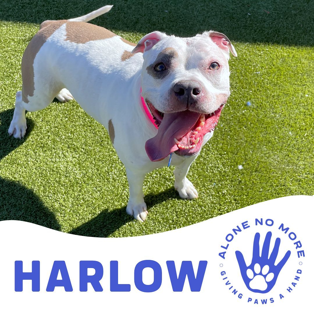 Welcome Harlow! This little friendly shadow came in with her buddy, Zephyr. They are *incredibly* stressed in boarding… after all, they just lost the only home they’d ever known. They are dog friendly, have lived with both small dogs and cats, and are good with older children (small children - unknown). 
We really hope they find their people stat, it’s never fun to watch them worry so much. Apply below or on our website if you’d like to bring this sweet duo home! 

<a target='_blank' href='https://www.instagram.com/explore/tags/adoptANM/'>#adoptANM</a> ⬇️
https://www.shelterluv.com/matchme/adopt/ANM/Dog