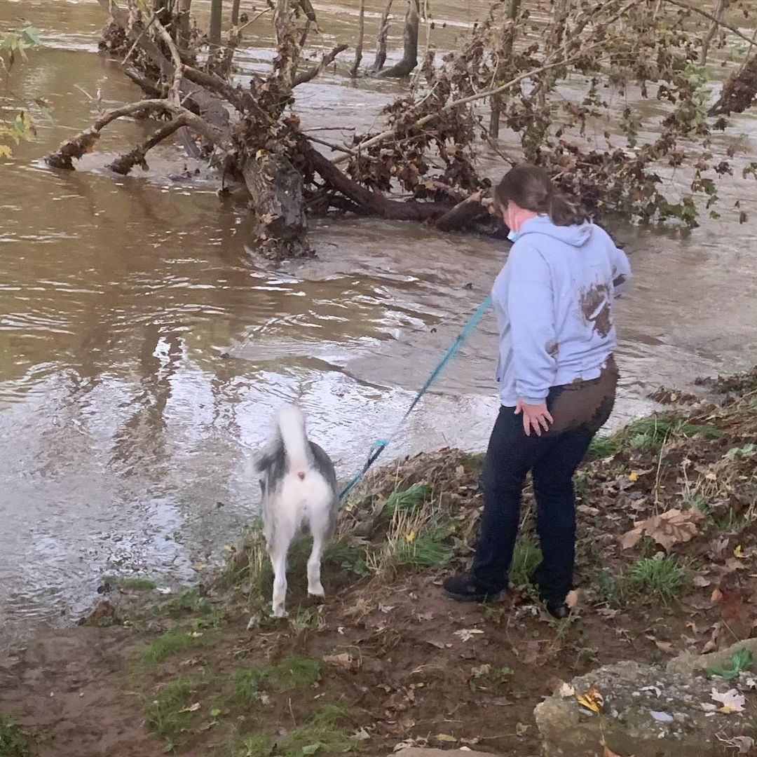Ally (our sweet tripod available for adoption) loves water 💦 1st at the Beachwade and now the Monocacy River at a winery event. Lois slipped down the hill hence the mud 😂 surprise! Ally had no issues 🐾♥️🐾. She just wants to be with her foster mom.  <a target='_blank' href='https://www.instagram.com/explore/tags/chaampmalamutes/'>#chaampmalamutes</a> <a target='_blank' href='https://www.instagram.com/explore/tags/tripoddog/'>#tripoddog</a>