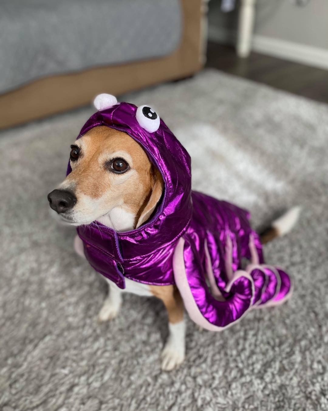 Wilma and each of her tentacles would like to wish everyone a Happy Howl-o-ween! We hope your day is filled with ghosts, ghouls, and lots of candy. Show us how your pups are celebrating Halloween in the comments down below!