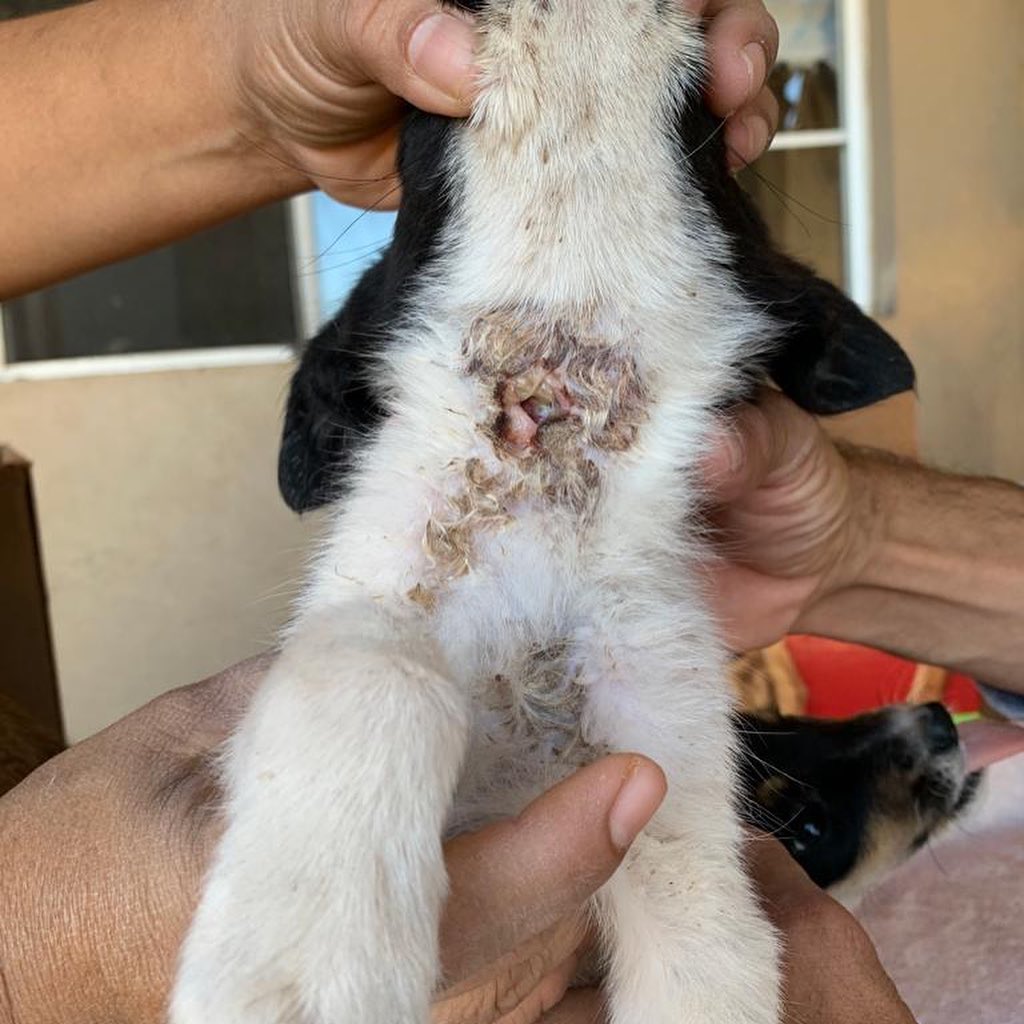 As we've told you, the rescue is overfull. We absolutely can not take any more dogs or puppies in at this time. Today three female puppies about two or three months old were dumped on our doorstep. One of them has a bite injury on her neck that we have treated. 

Please, spread the word that we are out of pens at our rescue. Too many dogs can easily become dangerous. Dogs are pack animals and if you have too many in a space, fights can occur, and dogs and staff can be seriously injured. We can't have that happen here.

You can help us by transporting dogs, adopting a dog (if you're looking), sharing our posts of adoptable dogs to encourage your friends and family to rescue, and getting the word out that we need help finding forever homes for our dogs and puppies. We are all about our dogs and only want what is best for them, and one of those things is their safety. Please help us help them.