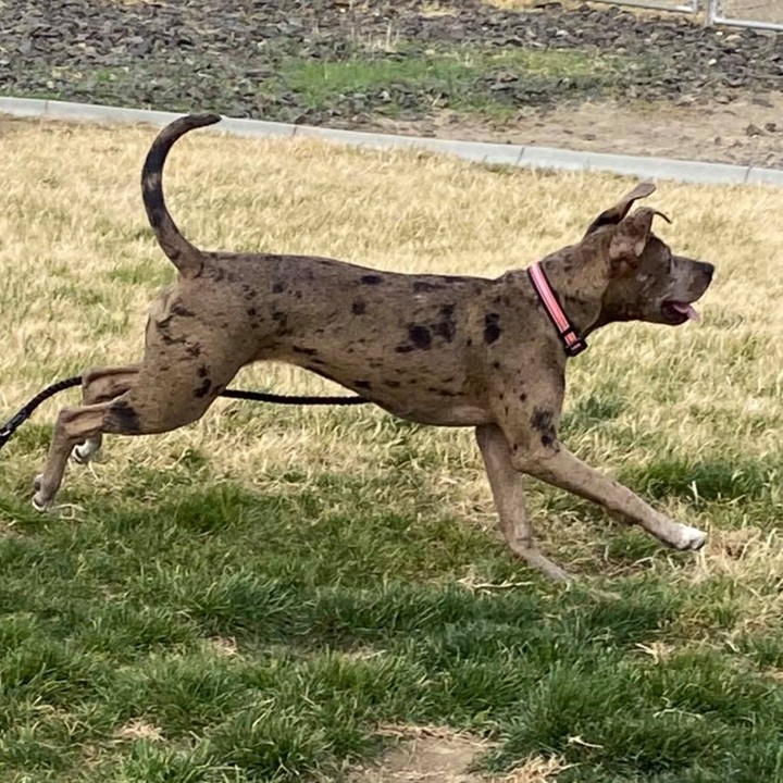 Nala is a 6 month old Merle pittie looking for a soft couch to crash on for a few weeks, or better yet an adoptive home! 

She is about 45 pounds, energetic and loves to play with other dogs. She is crate trained and potty trained on the appropriate schedule for her age. She lives with a cat that dislikes her and tries to engage the kitty in play. She respects being swatted. She is amazing with children, but She doesn’t realize her size, so keep size in mind if you have kiddos. 🥰 

She will be fixed, brought up to date on vaccinations, microchipped & dewormed! 
Located in Tri-Cities, WA | Apply at: https://www.shelterluv.com/embed/animal/TPBP-A-640

*Nala is being surrendered due to no fault of her own. Life is changing for her humans and it’s causing her mom to work a lot longer hours. This isn’t fair for Nala, please keep negative comments to yourself.