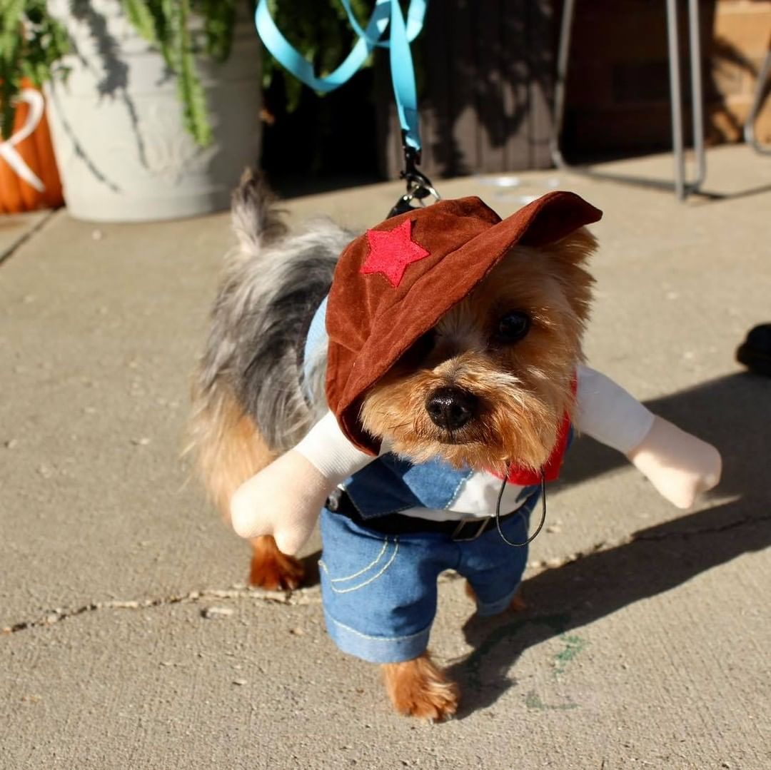 Happy Halloween from Reach Rescue🎃👻🐾
Adoptables got ready for the big day at yesterday’s adoption event. How cute do they look?! Let us know who your favorite is in the comments🤠

1. Bruce Lee the Cowboy
2. Paisley as Piglet
3. Journey the Unicorn
4. Axel as Eeyore
5. Buffy the Mermaid
6. Jason the Ice Cream Sundae
7. Freddy the Hot Dog
8. Kayak the Pumpkin 
9. Clara the Pig
10. Pearson the Dragon