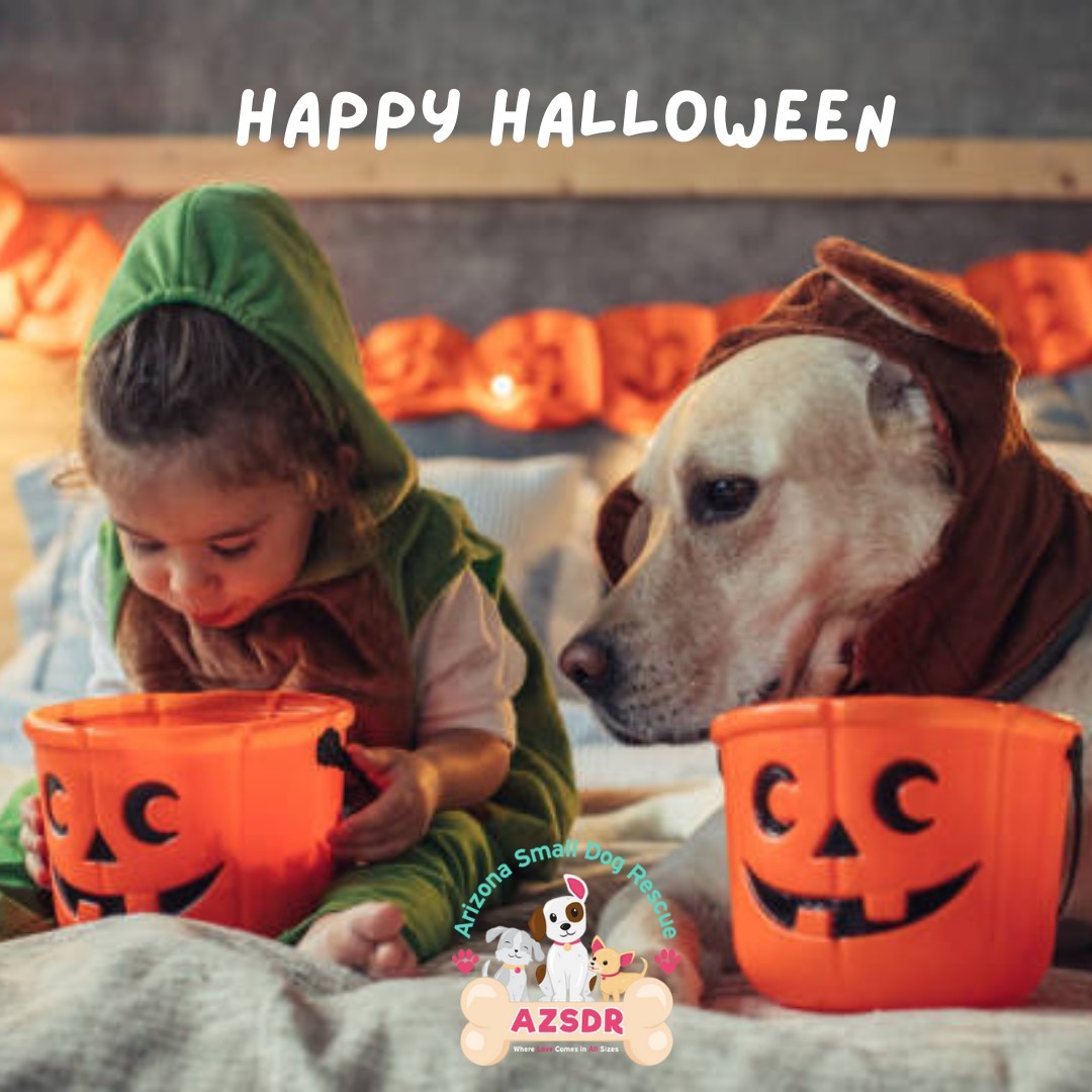 Happy Halloween from Arizona Small Dog Rescue! 🎃
🧡
Trick or treating could be so much more fun with a fluffy friend this year!

Visit our website today! 
https://azsmalldog.org/adopt/