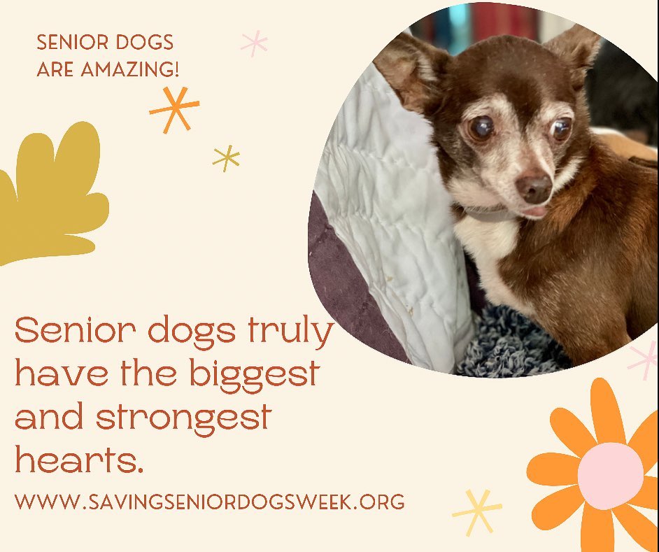 Donate if you can!  Link in bio! https://www.savingseniordogsweek.org