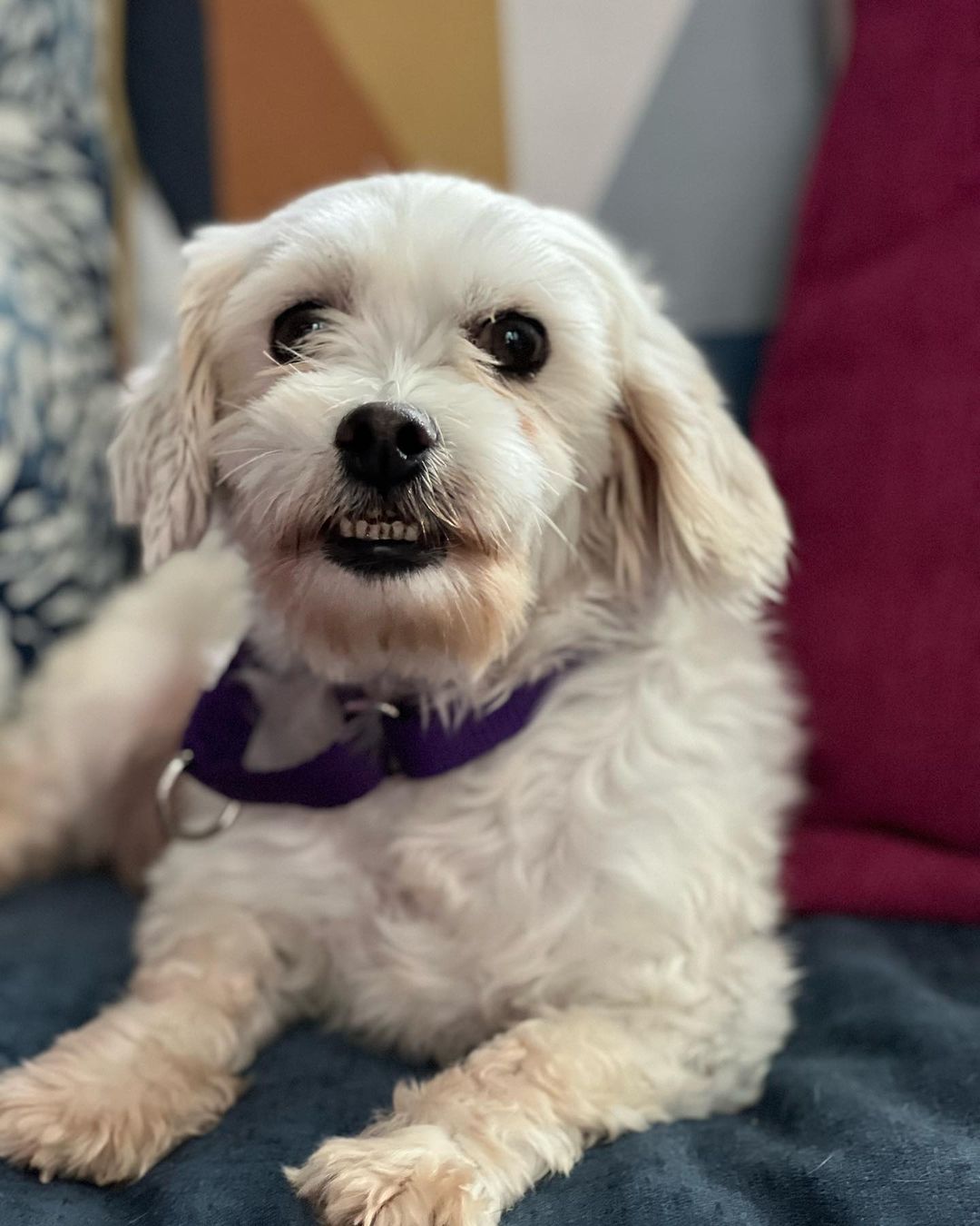 Little dog lovers, we have your girl! Meet Cortana, a purebred Coton de Tulear with an adorable underbite and the sweetest personality. 🤍🤍🤍

This 5 year old girl came to us this weekend as a breeder surrender and she is doing incredible in her foster home. She loves dogs of all sizes, kids and especially the cat - she does a hilarious little bounce in front of the cat to try to make her play with her (the humans all think this is very funny - the cat is less amused 🤣). She walks well on a leash, is gentle, is crate trained and is picking up potty training quickly. 🤍🤍🤍

Cortana is just 12lbs and doesn’t shed. She is eager for love and just melts into your lap when you pet her. She will be an easy going, loving companion for any home. Fill out an app to meet her before she’s scooped up! 🤍🤍🤍

<a target='_blank' href='https://www.instagram.com/explore/tags/adoptme/'>#adoptme</a> <a target='_blank' href='https://www.instagram.com/explore/tags/rescuedog/'>#rescuedog</a> <a target='_blank' href='https://www.instagram.com/explore/tags/cotondetulear/'>#cotondetulear</a> <a target='_blank' href='https://www.instagram.com/explore/tags/smalldog/'>#smalldog</a> <a target='_blank' href='https://www.instagram.com/explore/tags/familydog/'>#familydog</a> <a target='_blank' href='https://www.instagram.com/explore/tags/catfriendly/'>#catfriendly</a> <a target='_blank' href='https://www.instagram.com/explore/tags/love/'>#love</a> <a target='_blank' href='https://www.instagram.com/explore/tags/hypoallergenic/'>#hypoallergenic</a> <a target='_blank' href='https://www.instagram.com/explore/tags/mature/'>#mature</a> <a target='_blank' href='https://www.instagram.com/explore/tags/dogsofstl/'>#dogsofstl</a> <a target='_blank' href='https://www.instagram.com/explore/tags/dogsofstlouis/'>#dogsofstlouis</a> <a target='_blank' href='https://www.instagram.com/explore/tags/sweetheart/'>#sweetheart</a> <a target='_blank' href='https://www.instagram.com/explore/tags/pickme/'>#pickme</a>