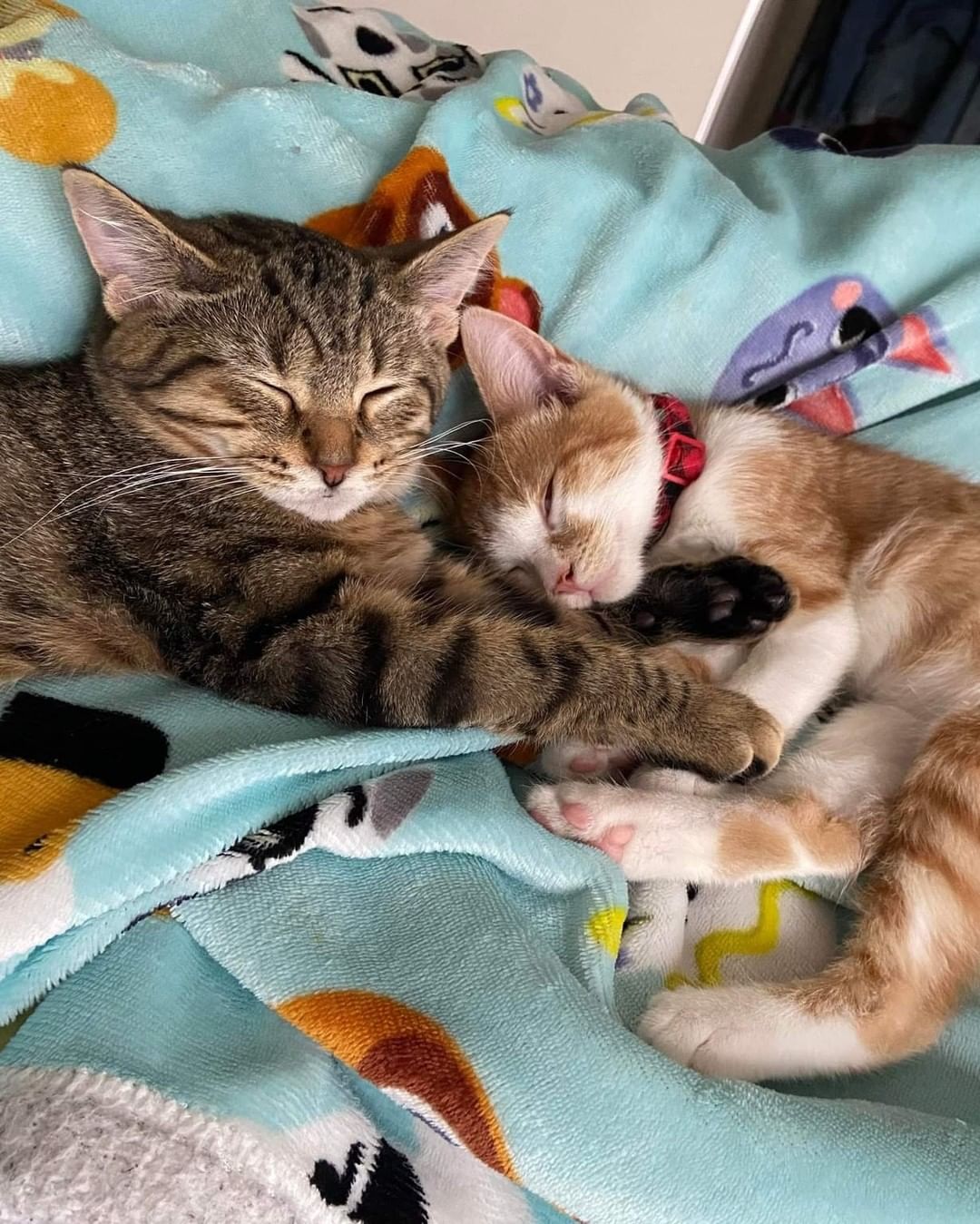 We always say kittens do better in pairs, and this pair were best friends in their foster home. 

Rambo (now Jinjo) & Petrie (now Oliver) are being spoiled rotten in their forever home! It's so rewarding to see our babies happy! <a target='_blank' href='https://www.instagram.com/explore/tags/bestfriends/'>#bestfriends</a>