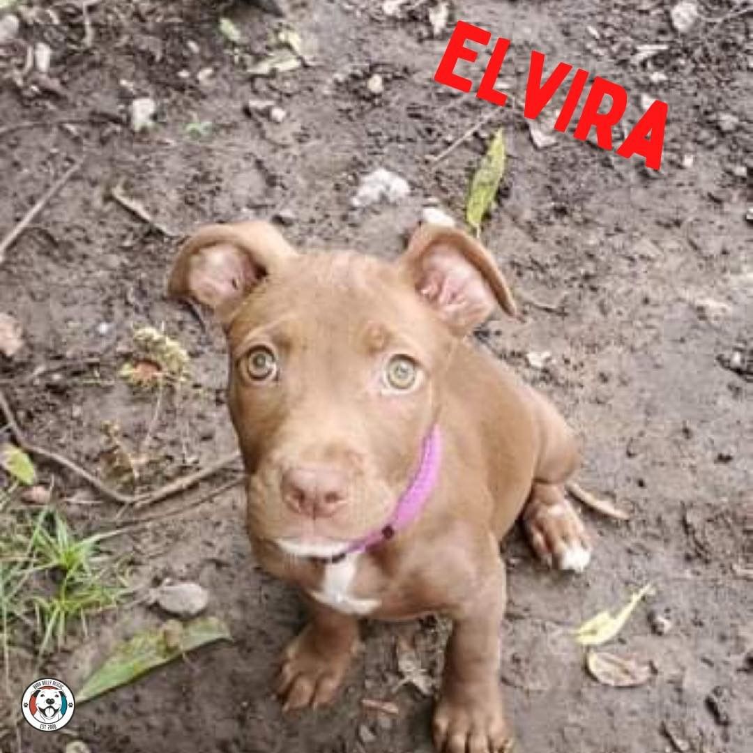 Elvira is the third of the three sweetest pups you ever did see! 💗 Apply to adopt one of cuties today!