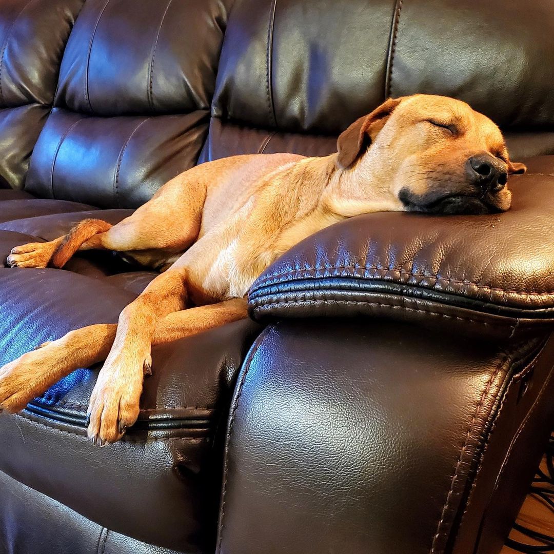 We received an update on one of our pups who was adopted two years ago. We love updates, here is Scooby, living the good life. ❤

“Hello from Scooby Doo. He was one of your rescues. He's been with us in Phoenix for 2 years now. Thank you for all you do!”