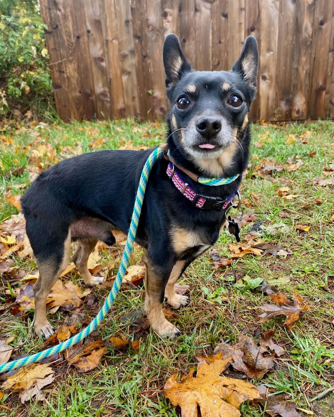 Good morning from little Bruno! 👋🏼 <a target='_blank' href='https://www.instagram.com/explore/tags/nwdpseniorsanctuary/'>#nwdpseniorsanctuary</a>