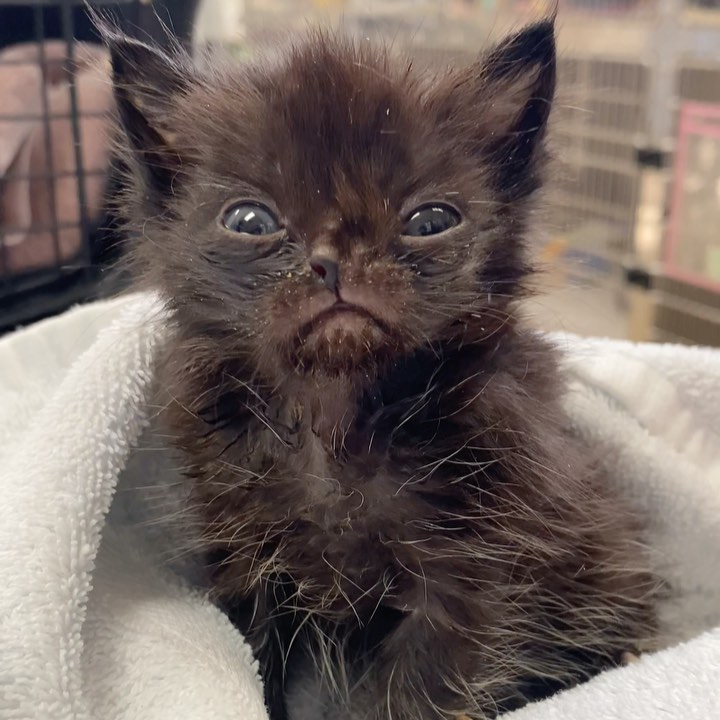 At first glance, the shelter thought this tiny little 5 oz kitten was just 2 weeks old. But a closer exam showed he was actually weeks older than he appeared, and his extremely small size was likely due to having a lack of food & nutrition all his life. We named this little guy Niko, and he’s less than half the size of his two littermates. On top of that, he has a cleft palate resulting in a missing nostril and his unusual bat-like appearance. 

Right now he and his siblings are getting 24/7 care and monitoring, fluids, and special food, and we’re happy to say they’re doing great! All three are back on track to grow into healthy little kittens, and it’s all thanks to your support. 

You can help Niko and other kittens like him with some special holiday gifts we’re selling this year! Shop our Holiday Gift Guide to find symbolic sponsorships for our programs in greatest need, such as Hope for Tiny Families which provides life-saving foster supplies for situations like this. Your recipient will get a card and certificate explaining the impact their gift has made ❤️ 

Get a head start on holiday shopping and help save animal lives at spcawake.org/giftguide 

<a target='_blank' href='https://www.instagram.com/explore/tags/spcawake/'>#spcawake</a> <a target='_blank' href='https://www.instagram.com/explore/tags/fosteringsaveslives/'>#fosteringsaveslives</a> <a target='_blank' href='https://www.instagram.com/explore/tags/holidaygiftguide/'>#holidaygiftguide</a> <a target='_blank' href='https://www.instagram.com/explore/tags/rescuekitten/'>#rescuekitten</a> <a target='_blank' href='https://www.instagram.com/explore/tags/cleftpalatekitten/'>#cleftpalatekitten</a> <a target='_blank' href='https://www.instagram.com/explore/tags/animalrescue/'>#animalrescue</a> <a target='_blank' href='https://www.instagram.com/explore/tags/animalshelter/'>#animalshelter</a> <a target='_blank' href='https://www.instagram.com/explore/tags/rescuecatsrock/'>#rescuecatsrock</a> <a target='_blank' href='https://www.instagram.com/explore/tags/adoptashelterpet/'>#adoptashelterpet</a> <a target='_blank' href='https://www.instagram.com/explore/tags/wakecounty/'>#wakecounty</a> <a target='_blank' href='https://www.instagram.com/explore/tags/raleigh/'>#raleigh</a> <a target='_blank' href='https://www.instagram.com/explore/tags/spca/'>#spca</a> <a target='_blank' href='https://www.instagram.com/explore/tags/catrescue/'>#catrescue</a>