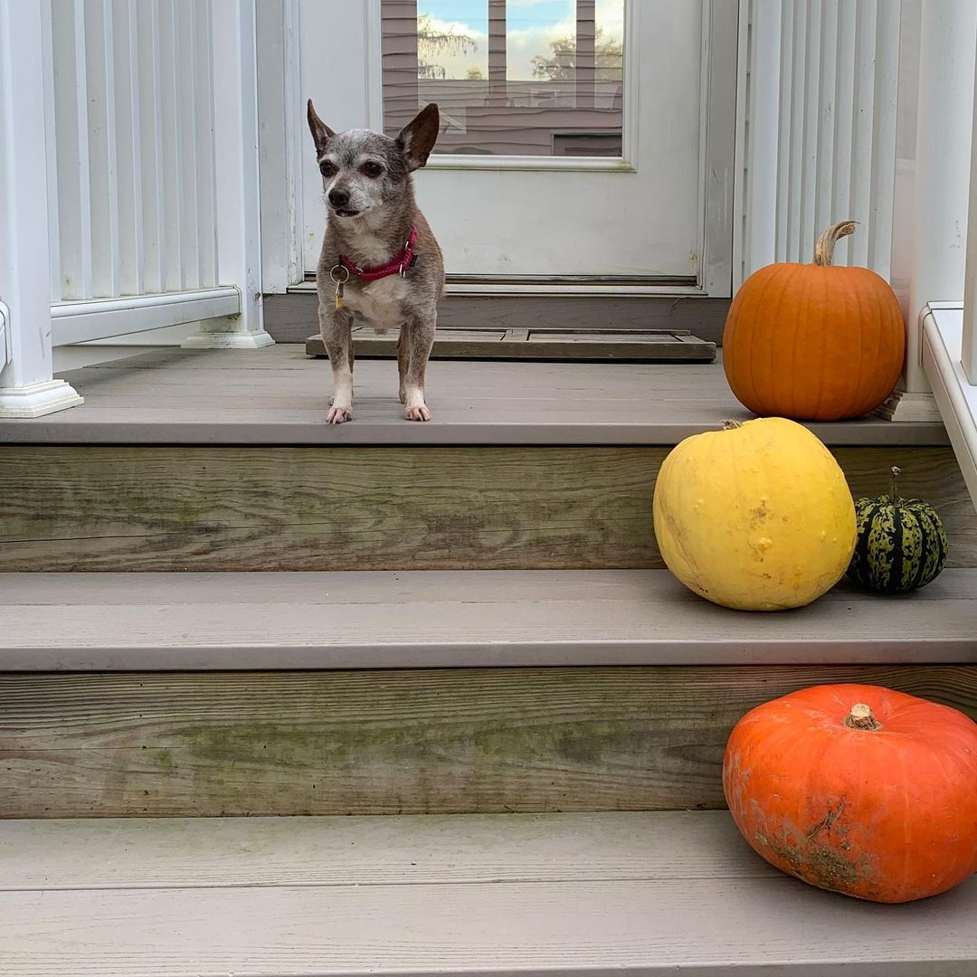 Happy Howl-o-ween from our <a target='_blank' href='https://www.instagram.com/explore/tags/sfthalumni/'>#sfthalumni</a> Kobe who was adopted three years ago. His mom tells us:

“He still going strong and healthy, but I was struck by how much older and “more distinguished” he looks now. I know people hesitated to adopt him because he was a senior dog but it was the best decision we ever made! Three years and counting with our Kobe!”
~Patricia
•
•
•
<a target='_blank' href='https://www.instagram.com/explore/tags/adopted/'>#adopted</a> <a target='_blank' href='https://www.instagram.com/explore/tags/adoptdontshop/'>#adoptdontshop</a> <a target='_blank' href='https://www.instagram.com/explore/tags/happyhalloween/'>#happyhalloween</a> <a target='_blank' href='https://www.instagram.com/explore/tags/halloween2021/'>#halloween2021</a> <a target='_blank' href='https://www.instagram.com/explore/tags/instacute/'>#instacute</a> <a target='_blank' href='https://www.instagram.com/explore/tags/cutedog/'>#cutedog</a> <a target='_blank' href='https://www.instagram.com/explore/tags/adoptasenior/'>#adoptasenior</a> <a target='_blank' href='https://www.instagram.com/explore/tags/seniordogsofinstagram/'>#seniordogsofinstagram</a> <a target='_blank' href='https://www.instagram.com/explore/tags/rescuedismyfavoritebreed/'>#rescuedismyfavoritebreed</a> <a target='_blank' href='https://www.instagram.com/explore/tags/petsofinstagram/'>#petsofinstagram</a> <a target='_blank' href='https://www.instagram.com/explore/tags/strayfromtheheart/'>#strayfromtheheart</a>