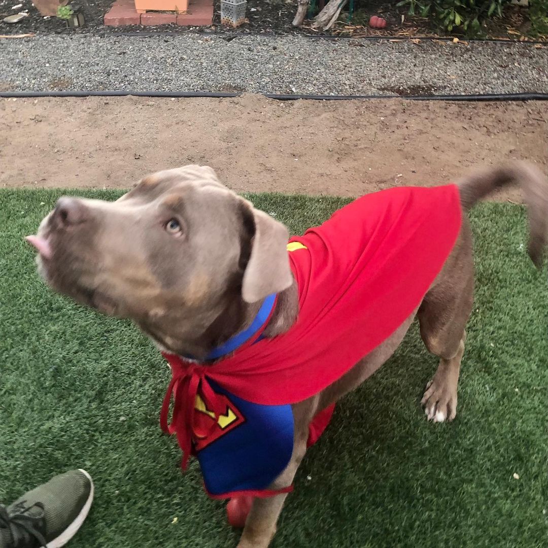 Happy Halloween from Superman!! Wait, that’s not Superman, that’s our super dog Doggie Bonez Alumni Bruno boy getting in the Halloween spirit!!! Bruno is living his amazingly happy life with his family that absolutely adore this gorgeous boy!!! Have a Happy Halloween Bruno and hoping all of our doggie bonez alumni are enjoying the Halloween festivities!!! Let’s spread the word on the importance of fostering and adopting rescue dogs this holiday season! They give us so much more than we could ever give them in return!! Happy National pit bull awareness month!!! To know the breed is to absolutely adore the breed @doggie_bonez_inc_ <a target='_blank' href='https://www.instagram.com/explore/tags/happyhalloween/'>#happyhalloween</a> <a target='_blank' href='https://www.instagram.com/explore/tags/happypitbullawarenessmonth/'>#happypitbullawarenessmonth</a> <a target='_blank' href='https://www.instagram.com/explore/tags/fosteringsaveslives/'>#fosteringsaveslives</a> <a target='_blank' href='https://www.instagram.com/explore/tags/adoptionsaveslives/'>#adoptionsaveslives</a> <a target='_blank' href='https://www.instagram.com/explore/tags/welovebullys/'>#welovebullys</a> <a target='_blank' href='https://www.instagram.com/explore/tags/doggiebonezalumni/'>#doggiebonezalumni</a> <a target='_blank' href='https://www.instagram.com/explore/tags/happydog/'>#happydog</a> <a target='_blank' href='https://www.instagram.com/explore/tags/happilyeverafter/'>#happilyeverafter</a> <a target='_blank' href='https://www.instagram.com/explore/tags/home/'>#home</a> <a target='_blank' href='https://www.instagram.com/explore/tags/partofafamily/'>#partofafamily</a> <a target='_blank' href='https://www.instagram.com/explore/tags/soloved/'>#soloved</a> <a target='_blank' href='https://www.instagram.com/explore/tags/adopted/'>#adopted</a>