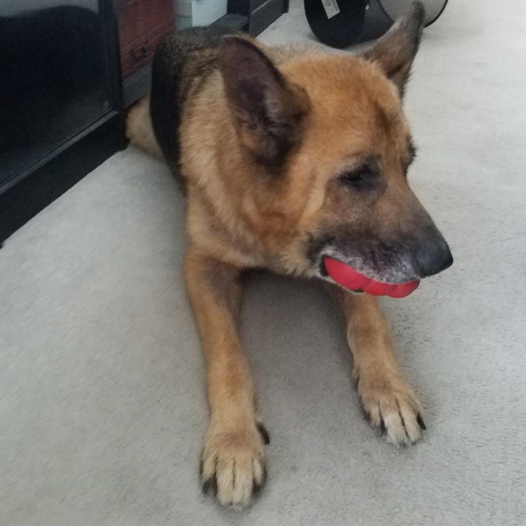 Chapo <a target='_blank' href='https://www.instagram.com/explore/tags/a5432730/'>#a5432730</a> our sweet senior shepherd from @carsonanimalslaco is having a great time in foster- but we would be very happy to see him in his forever home- if you are interested in meeting him please email foster@animalcare.lacounty.gov from his foster: 
Chapo is delightful; he's been enjoying his walks and likes to hang out with me in my home office during the day.  We're getting to know each other, and we think the 
