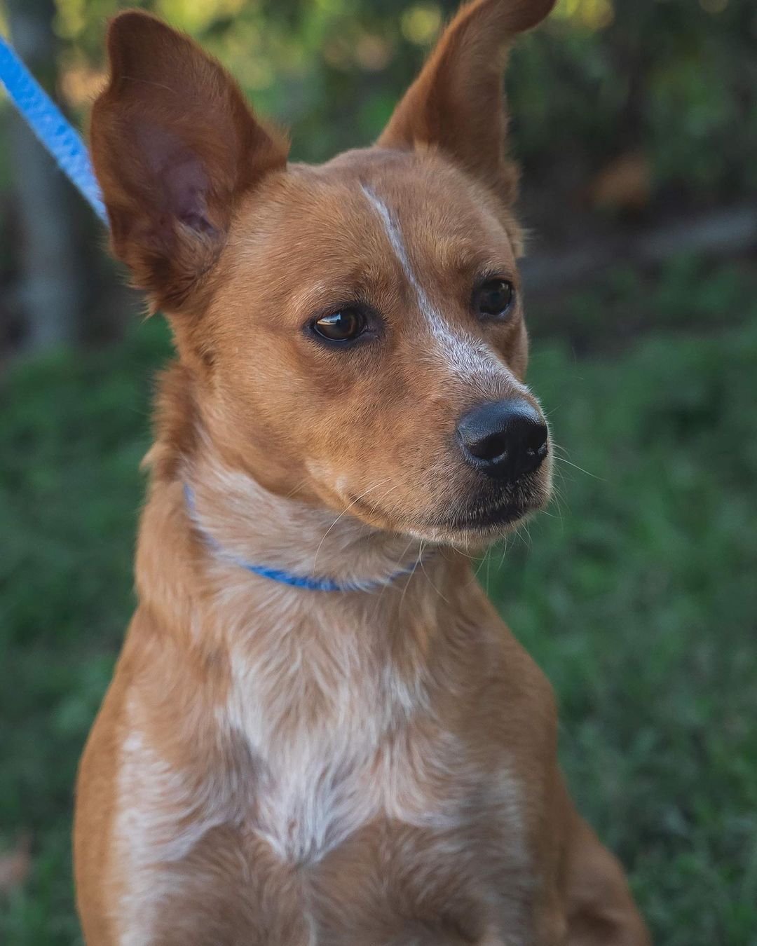 Blue, Blanche, and Shiloh are three awesome doggos available for adoption at RACS!

🐾 BLUE is a vaccinated adult male (2 years) whose witty personality and charm instantly win you over (+ make you laugh). Will be neutered this week. His adoption fee is $25.

🐾 BLANCHE is a spayed and vaccinated young female (1 year) who is very attentive, sweet-tempered, and loyal. Her adoption fee is $99.

🐾 SHILOH is a neutered and vaccinated young male (1 year) who's friendly, energetic, and fun. His adoption fee is $99.

📲 Browse our adoptables:
https://bit.ly/bergshelterpets

📩 Foster: https://buff.ly/3d71HpY
📩 Adopt: https://buff.ly/38X4Bul

💛 Rosenberg Animal Shelter
1207 Blume Road⠀
Rosenberg, Texas 77471
⌚️ 11AM - 6PM M-F, 11AM - 4PM Sat
832-595-3490 (Main Line)
832-449-8624 (Text ONLY Line)
📨 MHARTSELL@ROSENBERGTX.GOV