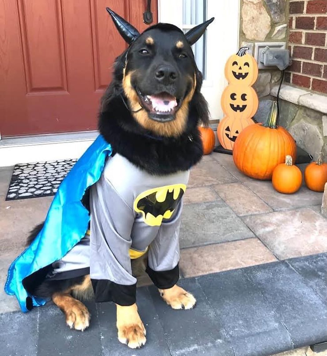 👻 HAPPY HOWL-O-WEEN! Check out our adorable OPH alums showing off their cute costumes. Tag us in your classic, spooky, or creative costume pics 🎃

<a target='_blank' href='https://www.instagram.com/explore/tags/opttoadopt/'>#opttoadopt</a> <a target='_blank' href='https://www.instagram.com/explore/tags/ophrescue/'>#ophrescue</a> <a target='_blank' href='https://www.instagram.com/explore/tags/savedogs/'>#savedogs</a> <a target='_blank' href='https://www.instagram.com/explore/tags/dogrescue/'>#dogrescue</a> <a target='_blank' href='https://www.instagram.com/explore/tags/rescuedogs/'>#rescuedogs</a> <a target='_blank' href='https://www.instagram.com/explore/tags/mustlovedogs/'>#mustlovedogs</a> <a target='_blank' href='https://www.instagram.com/explore/tags/rescuedismyfavoritebreed/'>#rescuedismyfavoritebreed</a> <a target='_blank' href='https://www.instagram.com/explore/tags/rescuedogsofinstagram/'>#rescuedogsofinstagram</a> <a target='_blank' href='https://www.instagram.com/explore/tags/howloween/'>#howloween</a> <a target='_blank' href='https://www.instagram.com/explore/tags/halloween/'>#halloween</a> <a target='_blank' href='https://www.instagram.com/explore/tags/happyhalloween/'>#happyhalloween</a>