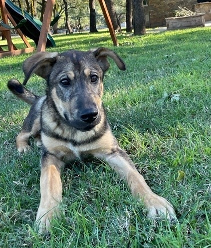 Meet 6 month-old Cowboy, a playful, loving puppy that was just rescued in Lufkin. Vaccinated and neutered. 35 pounds. Loves affection. How about a new puppy playmate for yourself and your dog?  www.gsdrescuectx.com/cowboy.html. Foster is in Leander. <a target='_blank' href='https://www.instagram.com/explore/tags/adoptdontshop/'>#adoptdontshop</a> <a target='_blank' href='https://www.instagram.com/explore/tags/germanshepherds/'>#germanshepherds</a> germanshepherdsofinstagram <a target='_blank' href='https://www.instagram.com/explore/tags/germanshepherdsofaustin/'>#germanshepherdsofaustin</a> <a target='_blank' href='https://www.instagram.com/explore/tags/germanshepherdsofdallas/'>#germanshepherdsofdallas</a> <a target='_blank' href='https://www.instagram.com/explore/tags/Germanshepherdlovers/'>#Germanshepherdlovers</a> <a target='_blank' href='https://www.instagram.com/explore/tags/rescuedogsrule/'>#rescuedogsrule</a>❤️