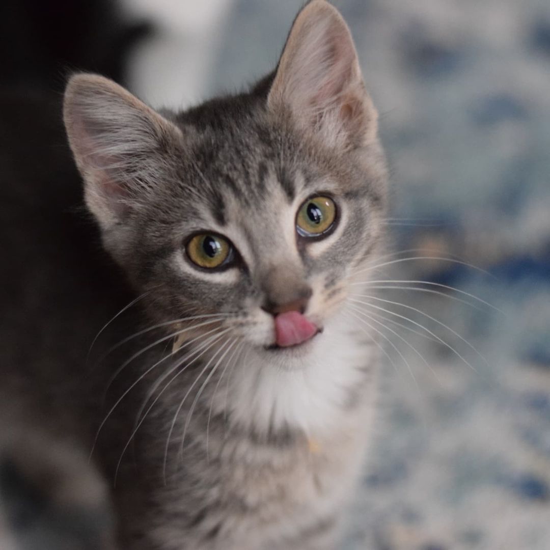 Hey. I love you. My name is Lentil and I love everyone and everything. I'm a 13-week-old gray female tabby in search of a forever home. Got other people in your house? Great, I love them. Got other cats? Love 'em. Got dogs? I love those too. I'm just super social and loving regardless of anything. My absolute best friend in the whole wide world is my tuxedo foster sister Mable. She also loves everyone and everything in the whole wide world just like I do. Even with other cats and kittens in our foster home, we always stick together to wrestle and cuddle, we make the best of friends! I promise if you just come meet us, you'll absolutely fall in love with us. We've ready fallen in love with you! Adoption fee: $125. Adopt a pair: $200. Fee includes testing, deworming, vaccinations, spay/neuter, microchip and 30 days of free pet insurance.
Apply at https://form.jotform.us/72344550240144

<a target='_blank' href='https://www.instagram.com/explore/tags/Rescue/'>#Rescue</a> <a target='_blank' href='https://www.instagram.com/explore/tags/catstagram/'>#catstagram</a> <a target='_blank' href='https://www.instagram.com/explore/tags/kitten/'>#kitten</a> <a target='_blank' href='https://www.instagram.com/explore/tags/graytabby/'>#graytabby</a>