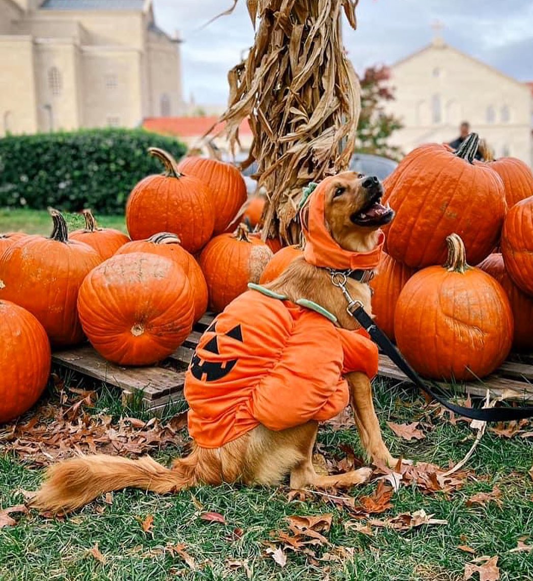 👻 HAPPY HOWL-O-WEEN! Check out our adorable OPH alums showing off their cute costumes. Tag us in your classic, spooky, or creative costume pics 🎃

<a target='_blank' href='https://www.instagram.com/explore/tags/opttoadopt/'>#opttoadopt</a> <a target='_blank' href='https://www.instagram.com/explore/tags/ophrescue/'>#ophrescue</a> <a target='_blank' href='https://www.instagram.com/explore/tags/savedogs/'>#savedogs</a> <a target='_blank' href='https://www.instagram.com/explore/tags/dogrescue/'>#dogrescue</a> <a target='_blank' href='https://www.instagram.com/explore/tags/rescuedogs/'>#rescuedogs</a> <a target='_blank' href='https://www.instagram.com/explore/tags/mustlovedogs/'>#mustlovedogs</a> <a target='_blank' href='https://www.instagram.com/explore/tags/rescuedismyfavoritebreed/'>#rescuedismyfavoritebreed</a> <a target='_blank' href='https://www.instagram.com/explore/tags/rescuedogsofinstagram/'>#rescuedogsofinstagram</a> <a target='_blank' href='https://www.instagram.com/explore/tags/howloween/'>#howloween</a> <a target='_blank' href='https://www.instagram.com/explore/tags/halloween/'>#halloween</a> <a target='_blank' href='https://www.instagram.com/explore/tags/happyhalloween/'>#happyhalloween</a>