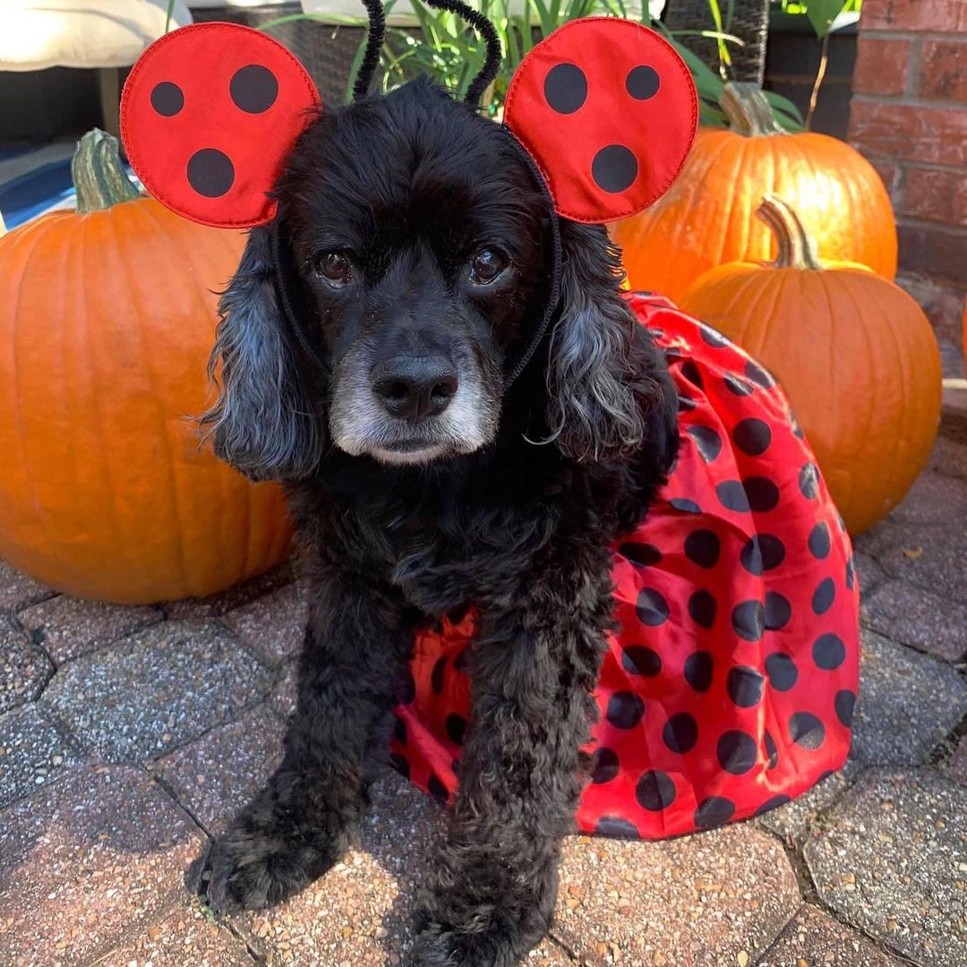 No tricks, just treats, when it comes to the CockerKids® alumni and fosters during Howl-O-Ween. The smiles are free!

Happy Howl-O-Ween!

.
.
.
.
. 
.
.
<a target='_blank' href='https://www.instagram.com/explore/tags/petsgram/'>#petsgram</a> <a target='_blank' href='https://www.instagram.com/explore/tags/puppylove/'>#puppylove</a> <a target='_blank' href='https://www.instagram.com/explore/tags/csreasttexas/'>#csreasttexas</a> <a target='_blank' href='https://www.instagram.com/explore/tags/texasrescue/'>#texasrescue</a> <a target='_blank' href='https://www.instagram.com/explore/tags/cockerkids/'>#cockerkids</a> <a target='_blank' href='https://www.instagram.com/explore/tags/cockerinn/'>#cockerinn</a> <a target='_blank' href='https://www.instagram.com/explore/tags/texasrescuedogs/'>#texasrescuedogs</a> <a target='_blank' href='https://www.instagram.com/explore/tags/cockerspaniel/'>#cockerspaniel</a> <a target='_blank' href='https://www.instagram.com/explore/tags/foster/'>#foster</a> <a target='_blank' href='https://www.instagram.com/explore/tags/rescuedog/'>#rescuedog</a> <a target='_blank' href='https://www.instagram.com/explore/tags/adoptdontshop/'>#adoptdontshop</a> <a target='_blank' href='https://www.instagram.com/explore/tags/adoptedismyfavoritebreed/'>#adoptedismyfavoritebreed</a> <a target='_blank' href='https://www.instagram.com/explore/tags/texascockerspaniel/'>#texascockerspaniel</a> <a target='_blank' href='https://www.instagram.com/explore/tags/texasdog/'>#texasdog</a> <a target='_blank' href='https://www.instagram.com/explore/tags/ilovecockerspaniels/'>#ilovecockerspaniels</a> <a target='_blank' href='https://www.instagram.com/explore/tags/spanielsofinstagram/'>#spanielsofinstagram</a> <a target='_blank' href='https://www.instagram.com/explore/tags/opttoadopt/'>#opttoadopt</a> <a target='_blank' href='https://www.instagram.com/explore/tags/opttoadopthouston/'>#opttoadopthouston</a> <a target='_blank' href='https://www.instagram.com/explore/tags/adoptafurryfriendinneed/'>#adoptafurryfriendinneed</a>