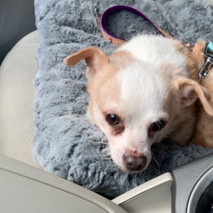 Ducky is everything we love about Chihuahuas — loyal, adorably small, gutsy at times, shaky at others. This 8-year-old armful is dreamy. He’s chill and wants to lie around and nap most of the day away. Could be partly because he’s got a hefty set of love handles dragging him down, but we strongly suspect he’s just not the kind of dog that demands a whole ton of activity. He does need a little more than he’s been getting though — he’s around 8 lbs, but his weary little frame is eager to shed a pound or two. Ironically, he’s at his spunkiest when treats or meals come out. Not an enthusiastic walker unless he’s following you and whatever edible you’re carrying. Ducky is okay coexisting with other very mellow dogs, but he's not into dogs that get in his face or want to play. He LOVES being stroked and scratched and lying in the sun though, and he’s a great passenger on car rides. He’ll make an amazing companion for a low key, quiet person or grownups only family ready to help him age gracefully. His foster dad says: “Ducky is an incredibly gentle and quiet pup who loves affection and taking naps. A bit timid at first but quick to open up after a few hours of being around you. Appreciates his treats, doesn't play too much and instead prefers to be relaxing, and takes some time getting used to going on walks but once he feels comfortable he is a great walking companion.” Interested in adopting? Submit an application at socialteesnyc.org or email your point person if you’ve already been approved! <a target='_blank' href='https://www.instagram.com/explore/tags/rescuedogsofinstagram/'>#rescuedogsofinstagram</a> <a target='_blank' href='https://www.instagram.com/explore/tags/adoptme/'>#adoptme</a> <a target='_blank' href='https://www.instagram.com/explore/tags/rescuedog/'>#rescuedog</a> <a target='_blank' href='https://www.instagram.com/explore/tags/adoptdontshop/'>#adoptdontshop</a> <a target='_blank' href='https://www.instagram.com/explore/tags/dog/'>#dog</a> <a target='_blank' href='https://www.instagram.com/explore/tags/mutt/'>#mutt</a> <a target='_blank' href='https://www.instagram.com/explore/tags/dogsofinstagram/'>#dogsofinstagram</a> <a target='_blank' href='https://www.instagram.com/explore/tags/chihuahua/'>#chihuahua</a> <a target='_blank' href='https://www.instagram.com/explore/tags/chihuahuasofinstagram/'>#chihuahuasofinstagram</a> <a target='_blank' href='https://www.instagram.com/explore/tags/chihuahualife/'>#chihuahualife</a> <a target='_blank' href='https://www.instagram.com/explore/tags/chihuahualove/'>#chihuahualove</a> <a target='_blank' href='https://www.instagram.com/explore/tags/muttsofinstagram/'>#muttsofinstagram</a> <a target='_blank' href='https://www.instagram.com/explore/tags/animalrescue/'>#animalrescue</a> <a target='_blank' href='https://www.instagram.com/explore/tags/cute/'>#cute</a> <a target='_blank' href='https://www.instagram.com/explore/tags/nyc/'>#nyc</a> <a target='_blank' href='https://www.instagram.com/explore/tags/love/'>#love</a> <a target='_blank' href='https://www.instagram.com/explore/tags/life/'>#life</a> <a target='_blank' href='https://www.instagram.com/explore/tags/nycdog/'>#nycdog</a> <a target='_blank' href='https://www.instagram.com/explore/tags/secondchance/'>#secondchance</a>  <a target='_blank' href='https://www.instagram.com/explore/tags/socialtees/'>#socialtees</a> <a target='_blank' href='https://www.instagram.com/explore/tags/socialteesnyc/'>#socialteesnyc</a> <a target='_blank' href='https://www.instagram.com/explore/tags/straypride/'>#straypride</a>