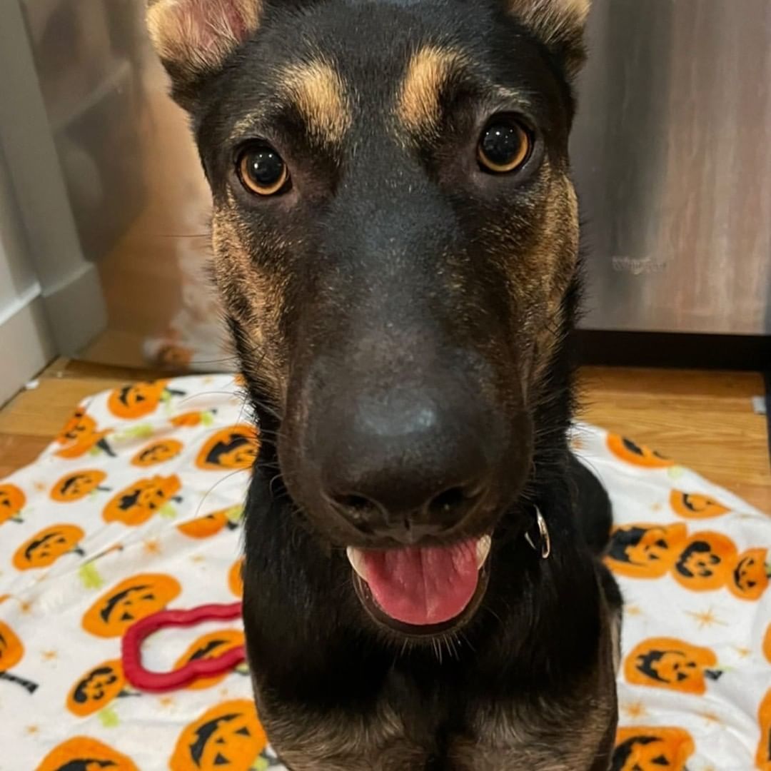 MEET RAVEN!

Meet Raven, a gorgeous German Shepherd mix who just arrived from Texas! Some of her favorite activities are playing with you, taking frequent naps with her favorite bunny, getting attention from her favorite humans, and going on walks. 

Raven is the perfect match for anyone who wants a deep, strong connection with their dog. She's incredibly smart and protective and would benefit from someone who enjoys training just as much as she does! Her entire world revolves around her 