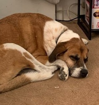 ***FAYE*** needs a new foster or Adopter

meet Faye. the 5️⃣ yr old St Bernard mix. She is such a beautiful lady, don't let her age fool you. She is dog-friendly✔ cat-friendly✔ and still wants to play.  She likes chasing balls and likes squeaky toys and chasing her dog buddies and humans. I call her my hall monitor. She gets along with puppies, big dogs, and small terrier terrors 😆 and has the patience of a Saint.

Faye is incredibly smart and loving, she's an old soul and shows it in her love for sitting on the couch and on her bed relaxing- still, her inner puppy comes out when she sees a toy! she carries her toys around like dolls, and she loves to play keep away! Faye is good with other cats and dogs, but like anybody will also want some time to herself if her companions are very hyperactive. Faye is very caring, if she hears another animal might be in trouble she rushes to help, she's the mom of her group, firm when needed but also very caring and loving. She knows basic commands such as sit and shake- once you have her you really won't want to let her go. 

🚫 no young children to poke or prod her
⛔ no chickens to chase and eat 🐔
<a target='_blank' href='https://www.instagram.com/explore/tags/WhoDat/'>#WhoDat</a> <a target='_blank' href='https://www.instagram.com/explore/tags/pawpatrol/'>#pawpatrol</a> <a target='_blank' href='https://www.instagram.com/explore/tags/hotdog/'>#hotdog</a> 
If she sounds like your type if lady, please don't hesitate to ask any questions and fill out an application at www.thebigmuttnetwork.org