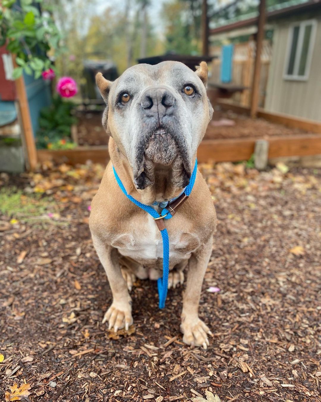 What a glorious Being. 😍 <a target='_blank' href='https://www.instagram.com/explore/tags/grandmarita/'>#grandmarita</a> <a target='_blank' href='https://www.instagram.com/explore/tags/nwdpseniorsanctuary/'>#nwdpseniorsanctuary</a>