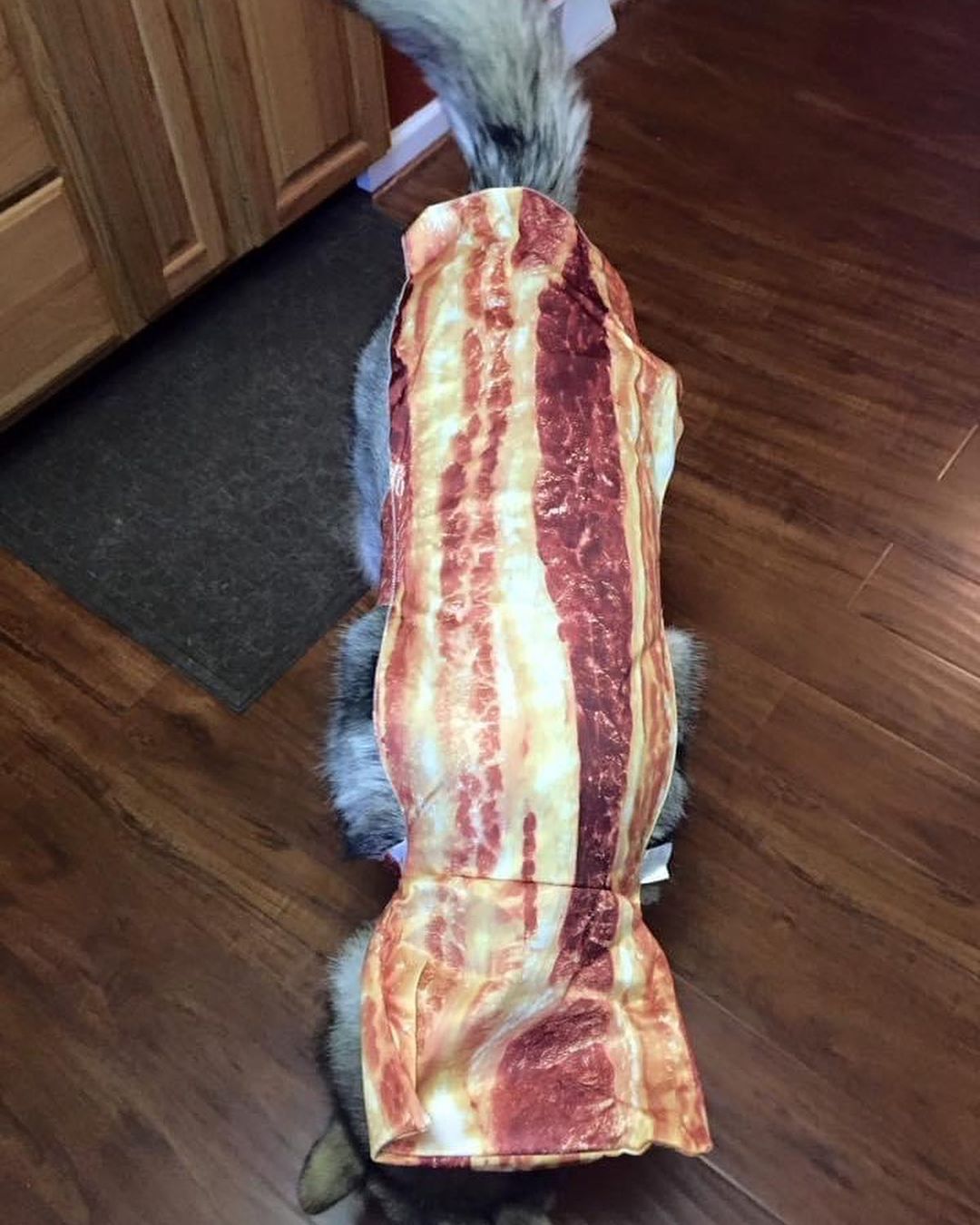 Happy Howl-o-ween from Gypsy 🥓 Bacon! 😋 => scroll

An adorable memory from 🎃 Howl-o-ween 2016. <a target='_blank' href='https://www.instagram.com/explore/tags/chaampmalamutes/'>#chaampmalamutes</a>