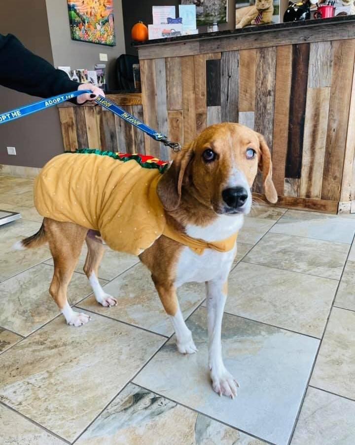 Happy Halloween from Beau!

Beau may not have been born and raised in Chicago, but considers himself a Chicago Dog. He knows that means hold the ketchup!

This cutie is looking for a forever home. Give him a treat today and fill out an application on our Website. 

<a target='_blank' href='https://www.instagram.com/explore/tags/noketchup/'>#noketchup</a> <a target='_blank' href='https://www.instagram.com/explore/tags/chicagodog/'>#chicagodog</a> <a target='_blank' href='https://www.instagram.com/explore/tags/sweet/'>#sweet</a> <a target='_blank' href='https://www.instagram.com/explore/tags/dogsofinstagram/'>#dogsofinstagram</a> <a target='_blank' href='https://www.instagram.com/explore/tags/happyhalloween/'>#happyhalloween</a> <a target='_blank' href='https://www.instagram.com/explore/tags/boo/'>#boo</a> <a target='_blank' href='https://www.instagram.com/explore/tags/verygoodboy/'>#verygoodboy</a>