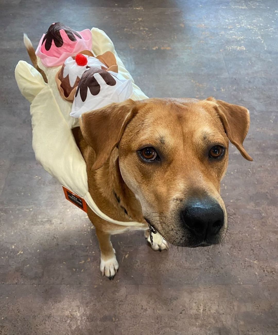 Happy Halloween! Just a few of our <a target='_blank' href='https://www.instagram.com/explore/tags/adopted/'>#adopted</a> rescues in their Halloween costumes! 🎃