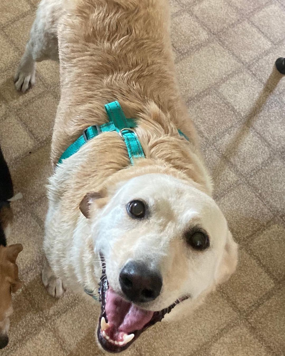 Oh the smiling face of sweet Maggie!  Isn’t she just adorable?!

Maggie is a 6 year old yellow lab who does well with other dogs and everyone she meets. ￼￼￼￼ She is current on vaccinations, spayed, microchipped,￼ crate trained, on monthly flea/tick/heartworm preventative and working on house training.

She will be adopted out as a house dog.

Adoption fee: $350

Apply at www.tracyareaanimalrescue.com

All of our animals are in foster homes. Meet and greets are arranged with an approved application on file. 

***Before applying - please make sure your current pets are up to date on vaccinations and spayed/neutered.***