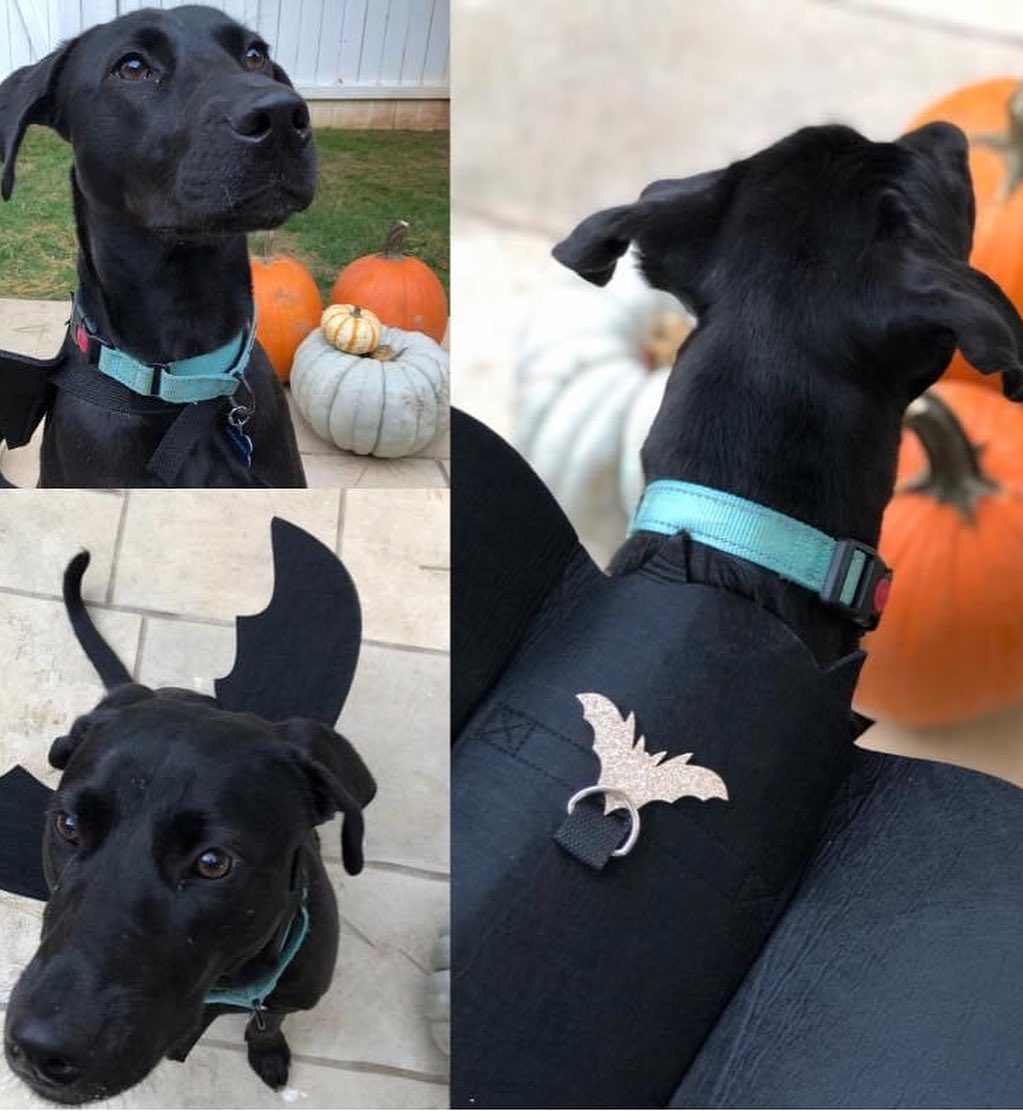 👻 HAPPY HOWL-O-WEEN! Check out our adorable OPH alums showing off their cute costumes. Tag us in your classic, spooky, or creative costume pics 🎃

<a target='_blank' href='https://www.instagram.com/explore/tags/opttoadopt/'>#opttoadopt</a> <a target='_blank' href='https://www.instagram.com/explore/tags/ophrescue/'>#ophrescue</a> <a target='_blank' href='https://www.instagram.com/explore/tags/savedogs/'>#savedogs</a> <a target='_blank' href='https://www.instagram.com/explore/tags/dogrescue/'>#dogrescue</a> <a target='_blank' href='https://www.instagram.com/explore/tags/rescuedogs/'>#rescuedogs</a> <a target='_blank' href='https://www.instagram.com/explore/tags/mustlovedogs/'>#mustlovedogs</a> <a target='_blank' href='https://www.instagram.com/explore/tags/rescuedismyfavoritebreed/'>#rescuedismyfavoritebreed</a> <a target='_blank' href='https://www.instagram.com/explore/tags/rescuedogsofinstagram/'>#rescuedogsofinstagram</a> <a target='_blank' href='https://www.instagram.com/explore/tags/howloween/'>#howloween</a> <a target='_blank' href='https://www.instagram.com/explore/tags/halloween/'>#halloween</a> <a target='_blank' href='https://www.instagram.com/explore/tags/happyhalloween/'>#happyhalloween</a>