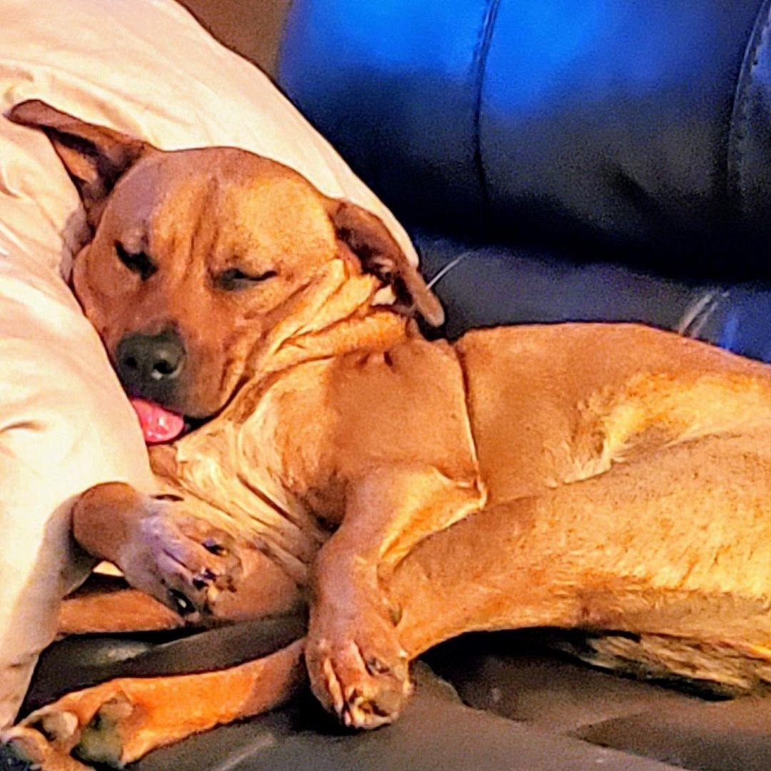 We received an update on one of our pups who was adopted two years ago. We love updates, here is Scooby, living the good life. ❤

“Hello from Scooby Doo. He was one of your rescues. He's been with us in Phoenix for 2 years now. Thank you for all you do!”