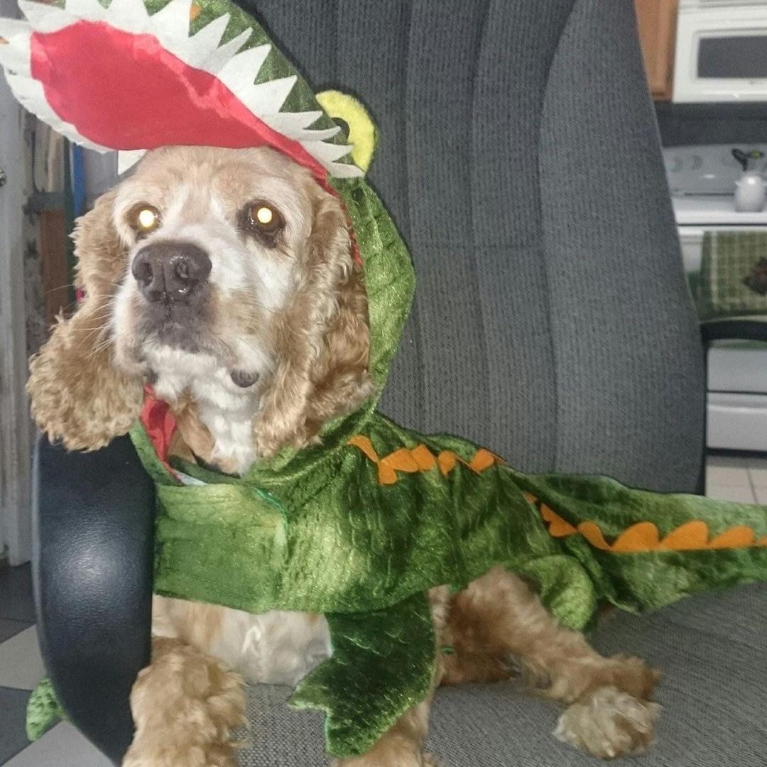 No tricks, just treats, when it comes to the CockerKids® alumni and fosters during Howl-O-Ween. The smiles are free!

Happy Howl-O-Ween!

.
.
.
.
. 
.
.
<a target='_blank' href='https://www.instagram.com/explore/tags/petsgram/'>#petsgram</a> <a target='_blank' href='https://www.instagram.com/explore/tags/puppylove/'>#puppylove</a> <a target='_blank' href='https://www.instagram.com/explore/tags/csreasttexas/'>#csreasttexas</a> <a target='_blank' href='https://www.instagram.com/explore/tags/texasrescue/'>#texasrescue</a> <a target='_blank' href='https://www.instagram.com/explore/tags/cockerkids/'>#cockerkids</a> <a target='_blank' href='https://www.instagram.com/explore/tags/cockerinn/'>#cockerinn</a> <a target='_blank' href='https://www.instagram.com/explore/tags/texasrescuedogs/'>#texasrescuedogs</a> <a target='_blank' href='https://www.instagram.com/explore/tags/cockerspaniel/'>#cockerspaniel</a> <a target='_blank' href='https://www.instagram.com/explore/tags/foster/'>#foster</a> <a target='_blank' href='https://www.instagram.com/explore/tags/rescuedog/'>#rescuedog</a> <a target='_blank' href='https://www.instagram.com/explore/tags/adoptdontshop/'>#adoptdontshop</a> <a target='_blank' href='https://www.instagram.com/explore/tags/adoptedismyfavoritebreed/'>#adoptedismyfavoritebreed</a> <a target='_blank' href='https://www.instagram.com/explore/tags/texascockerspaniel/'>#texascockerspaniel</a> <a target='_blank' href='https://www.instagram.com/explore/tags/texasdog/'>#texasdog</a> <a target='_blank' href='https://www.instagram.com/explore/tags/ilovecockerspaniels/'>#ilovecockerspaniels</a> <a target='_blank' href='https://www.instagram.com/explore/tags/spanielsofinstagram/'>#spanielsofinstagram</a> <a target='_blank' href='https://www.instagram.com/explore/tags/opttoadopt/'>#opttoadopt</a> <a target='_blank' href='https://www.instagram.com/explore/tags/opttoadopthouston/'>#opttoadopthouston</a> <a target='_blank' href='https://www.instagram.com/explore/tags/adoptafurryfriendinneed/'>#adoptafurryfriendinneed</a>