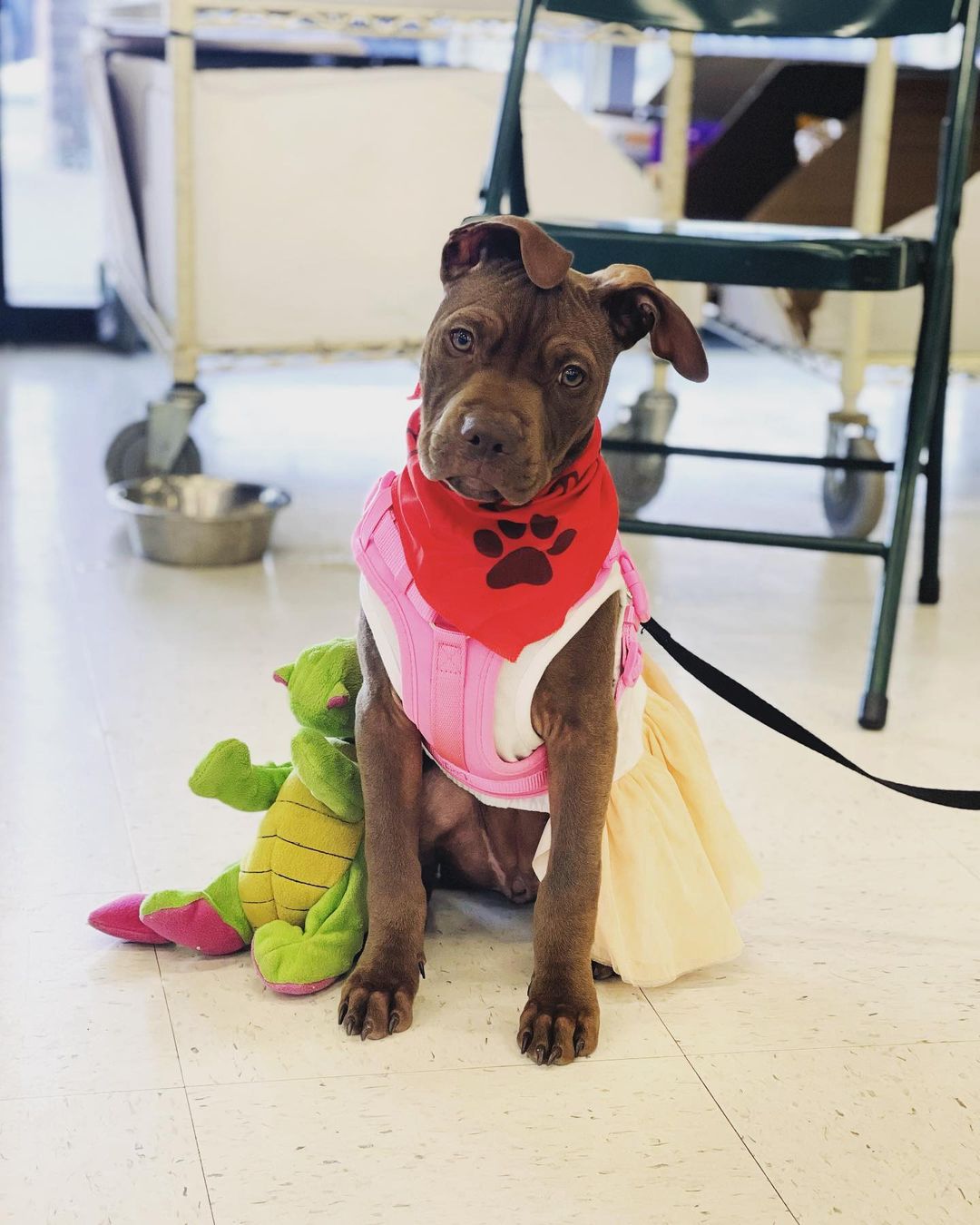 Princess Bella here reminding you to come meet her at Petsmart on Davis Hwy. From 12-4pm!! She would love to celebrate Halloween with her forever family 🎃🐾💜

Bella is a 5 month old Pitbull mix. She loves everyone she meets & would make a great addition to any family!! <a target='_blank' href='https://www.instagram.com/explore/tags/adoptdontshop/'>#adoptdontshop</a> <a target='_blank' href='https://www.instagram.com/explore/tags/rescue/'>#rescue</a> <a target='_blank' href='https://www.instagram.com/explore/tags/foster/'>#foster</a> <a target='_blank' href='https://www.instagram.com/explore/tags/volunteer/'>#volunteer</a> <a target='_blank' href='https://www.instagram.com/explore/tags/juniorhumanesociety/'>#juniorhumanesociety</a> <a target='_blank' href='https://www.instagram.com/explore/tags/puppylove/'>#puppylove</a> <a target='_blank' href='https://www.instagram.com/explore/tags/puppiesofinstagram/'>#puppiesofinstagram</a> <a target='_blank' href='https://www.instagram.com/explore/tags/pensacola/'>#pensacola</a>