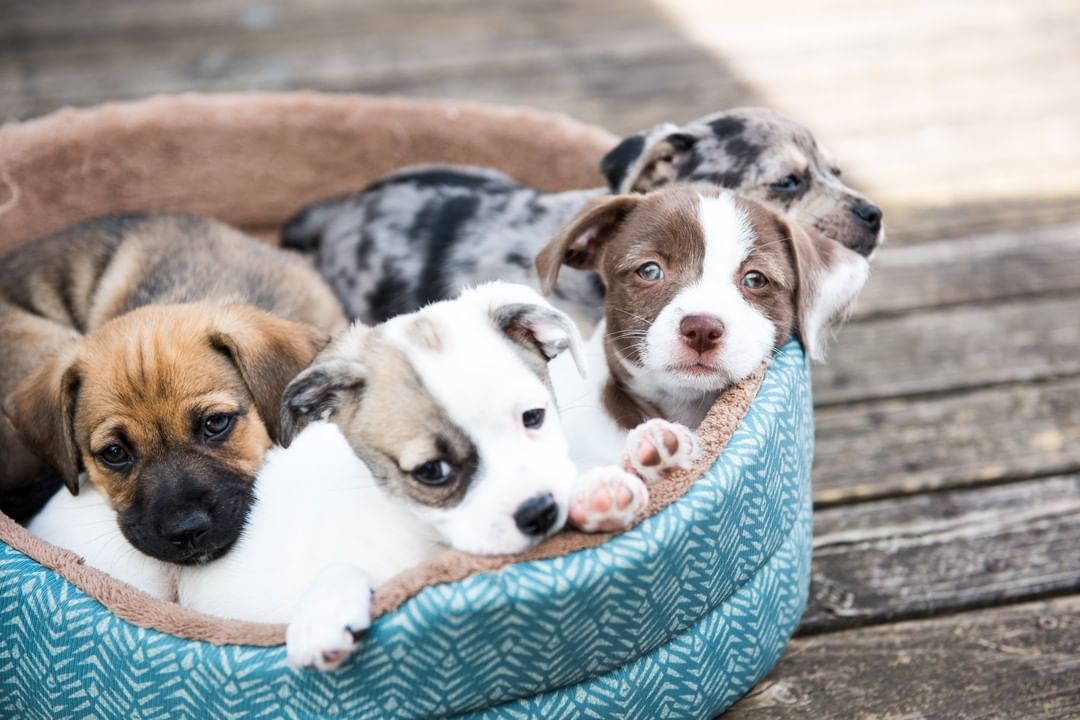 Brr... it's going to be a chilly week! The temperature is expected to drop to the upper 40s and low 50s, and we are in need of beds and blankets. The animals at HSSCG spend their nights and evenings alone, and a warm bed or blanket can make all the difference during their stay with us.

Donations can be dropped off 7 days a week from 8-4 pm. Beds can also be ordered on Chewy.com or Amazon.com and sent directly to our address. A shelter animal will appreciate it more than you know!

Address: 4627 US Highway 17 N Brunswick, GA 31525
-------------
<a target='_blank' href='https://www.instagram.com/explore/tags/stsimonsisland/'>#stsimonsisland</a> <a target='_blank' href='https://www.instagram.com/explore/tags/stsimons/'>#stsimons</a> <a target='_blank' href='https://www.instagram.com/explore/tags/seaisland/'>#seaisland</a> <a target='_blank' href='https://www.instagram.com/explore/tags/jekyllisland/'>#jekyllisland</a> <a target='_blank' href='https://www.instagram.com/explore/tags/brunswick/'>#brunswick</a> <a target='_blank' href='https://www.instagram.com/explore/tags/goldenisles/'>#goldenisles</a> <a target='_blank' href='https://www.instagram.com/explore/tags/jacksonville/'>#jacksonville</a> <a target='_blank' href='https://www.instagram.com/explore/tags/savannah/'>#savannah</a> <a target='_blank' href='https://www.instagram.com/explore/tags/humanesociety/'>#humanesociety</a> <a target='_blank' href='https://www.instagram.com/explore/tags/adoptdontshop/'>#adoptdontshop</a> <a target='_blank' href='https://www.instagram.com/explore/tags/adopt/'>#adopt</a> <a target='_blank' href='https://www.instagram.com/explore/tags/rescuedog/'>#rescuedog</a> <a target='_blank' href='https://www.instagram.com/explore/tags/dogs/'>#dogs</a> <a target='_blank' href='https://www.instagram.com/explore/tags/dogsofinstagram/'>#dogsofinstagram</a> <a target='_blank' href='https://www.instagram.com/explore/tags/puppiesofinstagram/'>#puppiesofinstagram</a> <a target='_blank' href='https://www.instagram.com/explore/tags/hsscg/'>#hsscg</a>