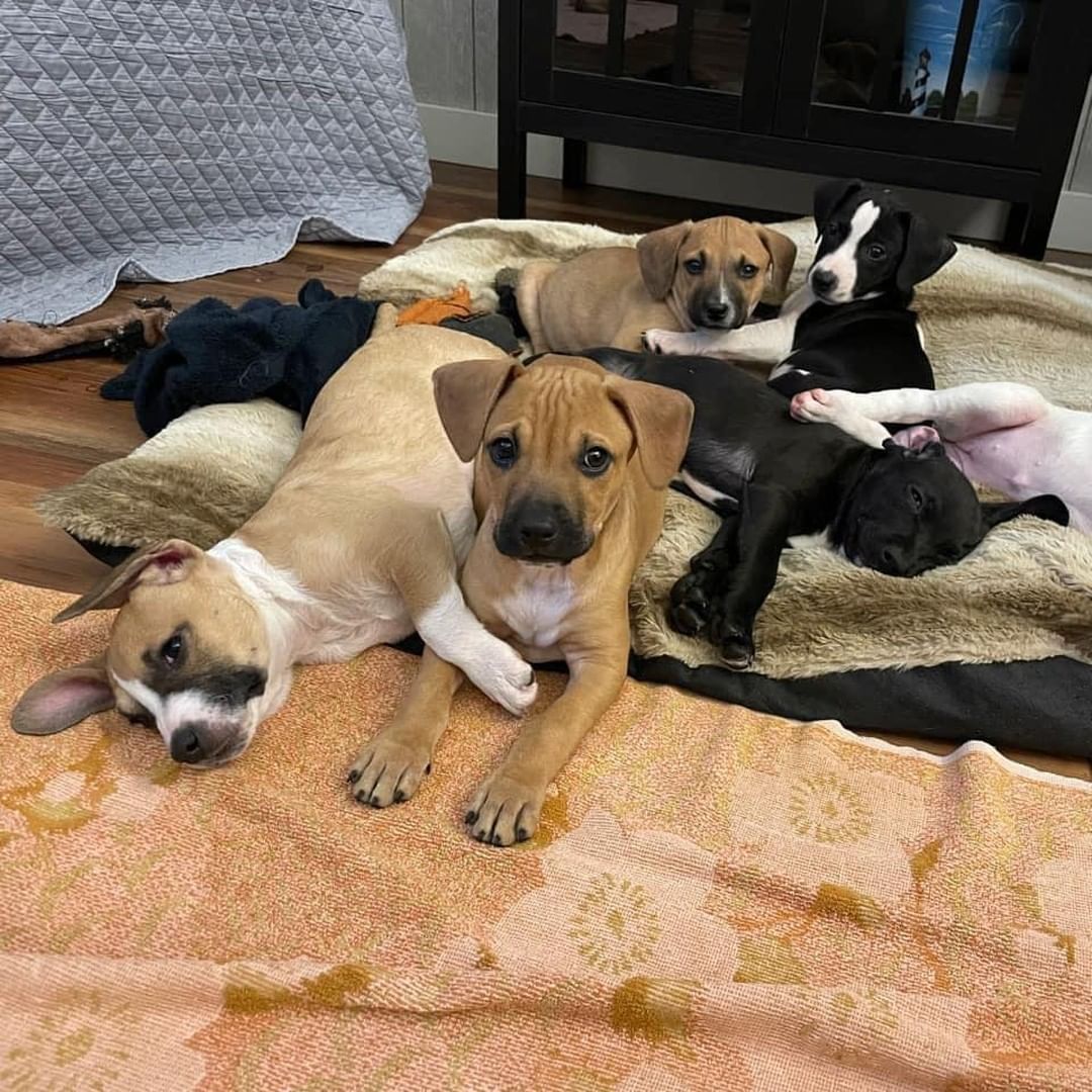 🐾🐿🦍🦀 THE ANIMAL CROSSING LITTER! 

Meet: Tommy, Mable, Whisp, Sable, Serena, and Timmy! 
Breed: Hound/Terrier Mix
Birthdate: 9/1/21
Expected Size: 45-55lbs

❤️‍🔥 While this litter was slow to warm up (they were born in a shelter), they have really come out of their shell the past couple of weeks as they’ve enjoyed the calm, relaxing environment of their foster family. They have been getting proper nutrition, lots of interaction and exercise, and of course, tons of pets and cuddles.

🐾 Each pup is unique in their own way, but they all share the same playful, loving, go-lucky attitude. They enjoy spending their days bouncing around the backyard, rustling through the leaves, and of course…napping in a warm lap! 

🐾 They have already begun potty-training, sleeping through the night, and have a solid headstart on learning the “Basic of Puppy Training” as their fosters work consistently across the family to show and teach them expectations of being a family dog. These pups aren’t perfect, but they are pretty close to it!

Now that they’ve had time to acclimate to family life, it is time to begin their search for their own forever family. If you are ready to commit to forever with one of these furry babies, please submit an application and make sure to mention “Animal Crossing Litter”. Once you’ve rubbed their pudgy little bellies, you’ll know you’ve found your newest family member!

If you are interested in adopting one of these pups, please head to www.pettalesrescue.com and fill out an application ✍🏼
