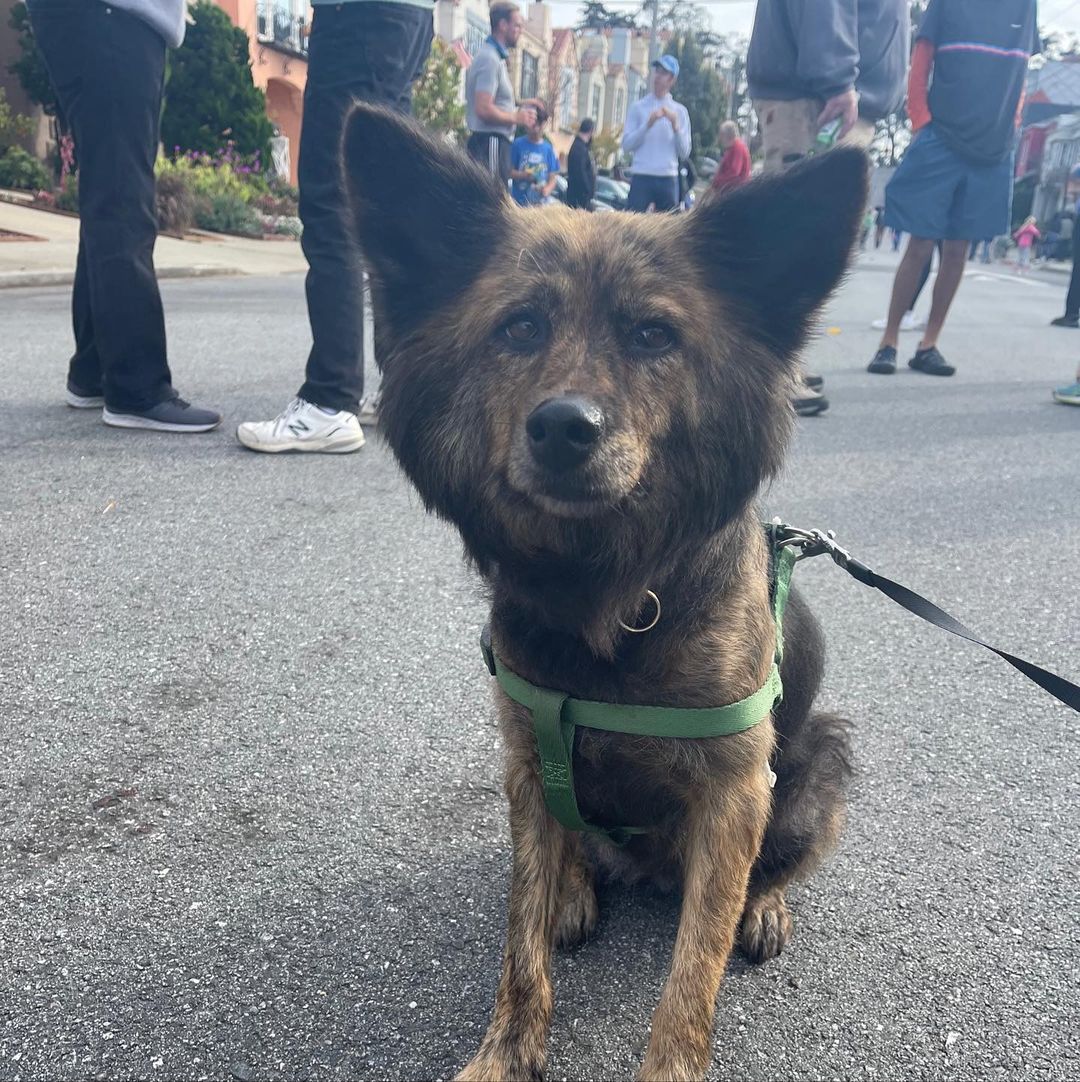 Bon Bon, now Fern, has found her forever home! 💕

“Hi Melody! Here are some pictures of my little Fern dog. She's making friends with the cats and generally doing great.  She even went to our block party last weekend and was the star of the show :) I'm excited for her fur to grow back so he can be her fluffy self again.  In the meantime, she gets tons of compliments on her lion haircut.  She loves exploring the neighborhood with me on our walks.  We're both getting in great shape, and enjoying coming back and snuggling and having bones after the walk.  Well, she enjoys the bones anyway. Thanks for everything!”