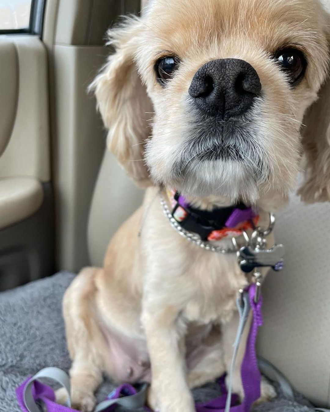 Welcome to America little Peaches! 

This teeny tiny cocker spaniel Freedom Flyer girlie just arrived from South Korea and she is LOVELY! 

She was rescued in South Korea, after living outdoors in a dreary cement yard.  The lady that rescued her moved in next door and would hear Peaches crying and crying at night time because she was so lonely and it was dark out.  So the neighbor would turn on a light and then talk to Peaches out of her window, to try to comfort her.

When the lady asked the neighbor if she would consider relinquishing her dog to a rescue group, the neighbor was eager to do so.  She said that Peaches had belonged to her daughter who had moved out. 

We had guessed Peaches to be around eight and a half years old but we just found out her real birthdate.  She will turn ten years of age on Christmas day! (she doesn't look it, she has a puppy face, doesn't she?)

We are currently taking adoption applications for Peaches.  Please be sure to tell serious adoption inquiries to read the adoption process section here:

CampCocker.com/adoptionprocess 

Spread the word for our recent little Freedom Flyer arrival, Peaches!

<a target='_blank' href='https://www.instagram.com/explore/tags/CompassionHasNoBorders/'>#CompassionHasNoBorders</a> 

<a target='_blank' href='https://www.instagram.com/explore/tags/SaveADogChangeTheWorld/'>#SaveADogChangeTheWorld</a> 

<a target='_blank' href='https://www.instagram.com/explore/tags/TeamPeaches/'>#TeamPeaches</a>
<a target='_blank' href='https://www.instagram.com/explore/tags/freedomflightrescue/'>#freedomflightrescue</a> <a target='_blank' href='https://www.instagram.com/explore/tags/campcockerrescue/'>#campcockerrescue</a> <a target='_blank' href='https://www.instagram.com/explore/tags/cockerspanielnetwork/'>#cockerspanielnetwork</a>