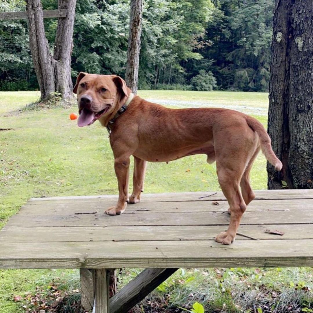 Henlo hai from the happiest blur of a boi, HOOVER!🏀

According to his foster mom, this super sweet boy would make the *perfect* companion for the right owner or family!

Hoover LOVES to be with his humans. He loves to play with toys, in fact one of his cutest quirks is that he takes large toys in his mouth, shows them to you and then takes back to his crate to play with them. A good boi, indeed. 🧡

Hoover is good with other dogs and good with strangers. He's good on the leash. He's house and crate trained. ✅ ✅✅

Hoover's ideal home would be one that is active so he can get his walks, hikes 🥾 and playtime 🎾 in every day—as well as an adult-only home or one with older kids. Other dogs are fine, but of course, intros 🤝 are always needed.

Hoover is about four yrs old and weighs about 45 lbs. He is utd on shots and is neutered. 

Have questions? Want to arrange a visit? Please contact reboundhounds@gmail.com, and we will get back to you!