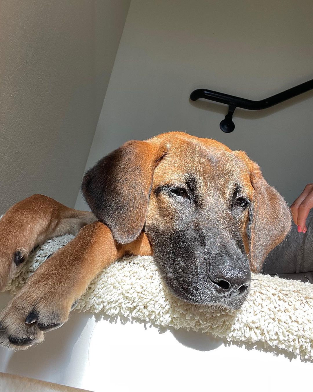 𝐄𝐌𝐄𝐑𝐘 🐕APPLICATION CLOSED
Age: 9 months old old
Gender: F
Weight: 42lbs
Breed: Shepherd/Hound mix
Dog: ✔️
Kids: ✔️
Cats: N/A
House-trained: ✔️
Crate trained: In Training
Leash: ✔️
Fostered In: Oakland, CA
____

Meet Emery! 🐶 Emery is an adorable 9 months old Shepherd/Hound mix puppy. Emery loves playing with other dogs outside and is great with people. She is working on walking on a leash, she does pull a bit and gets curious, but overall does great on walks. She knows basic commands: sit, shake, down, come, stay and is learning 